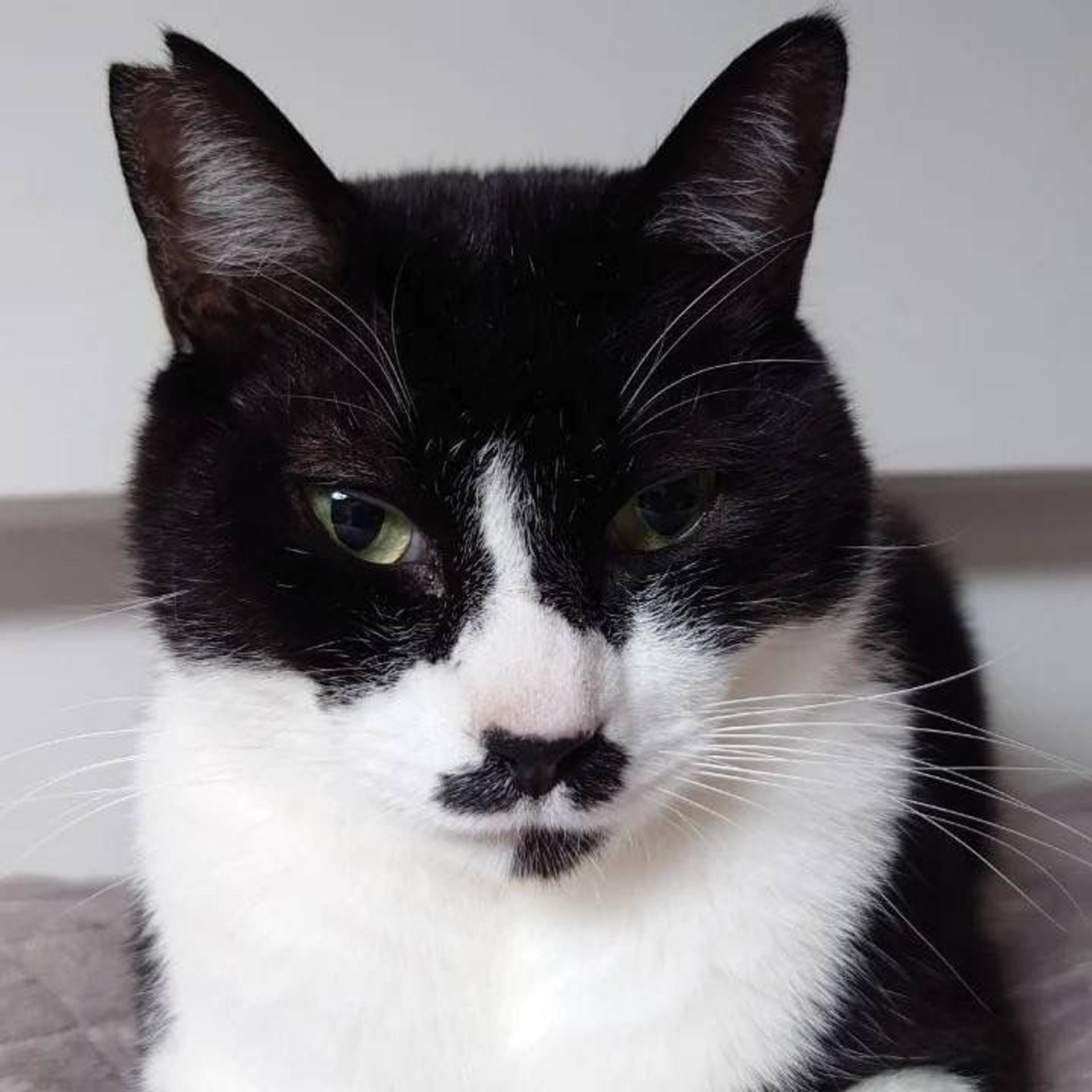 pet-image-8