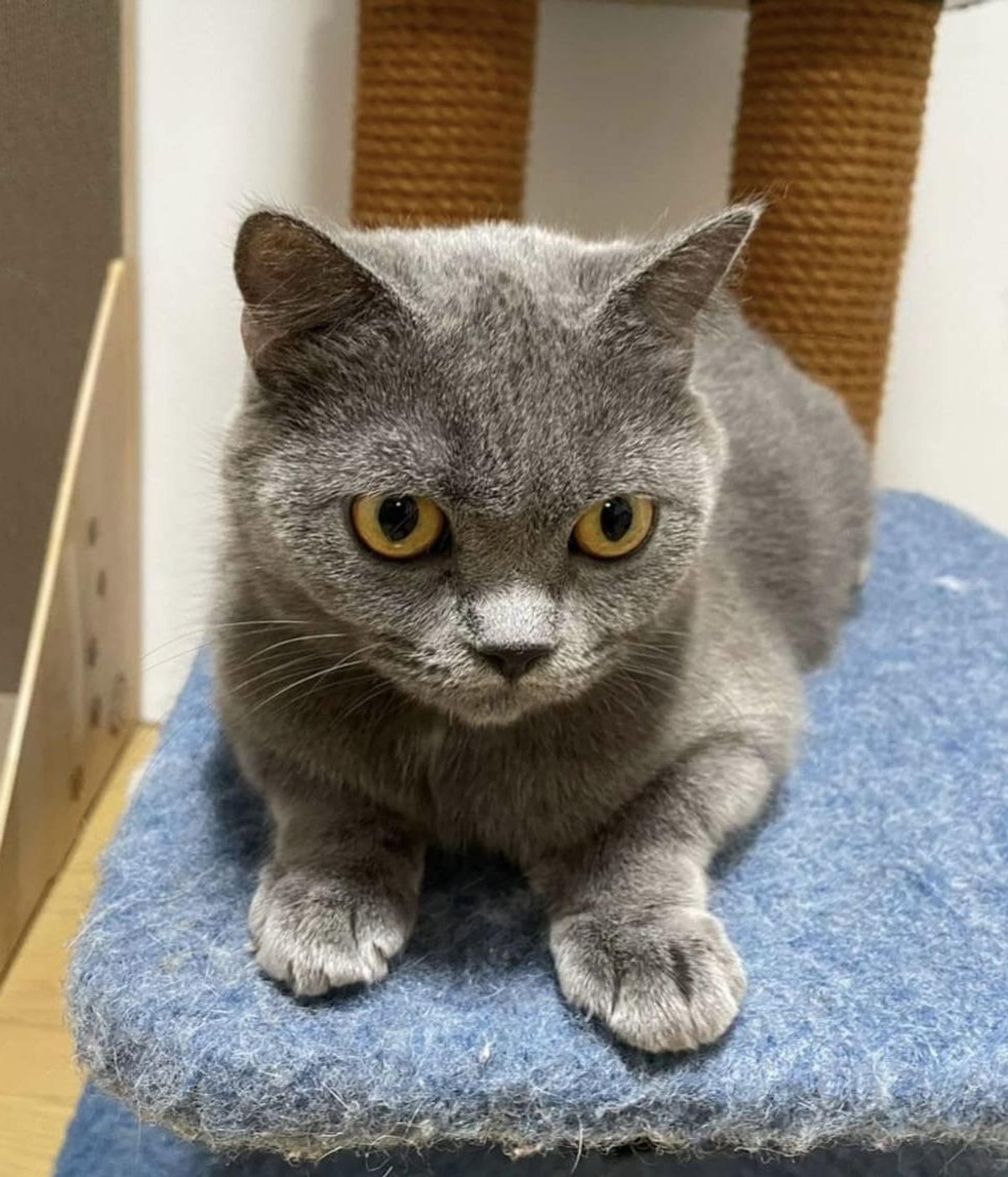 pet-image-5