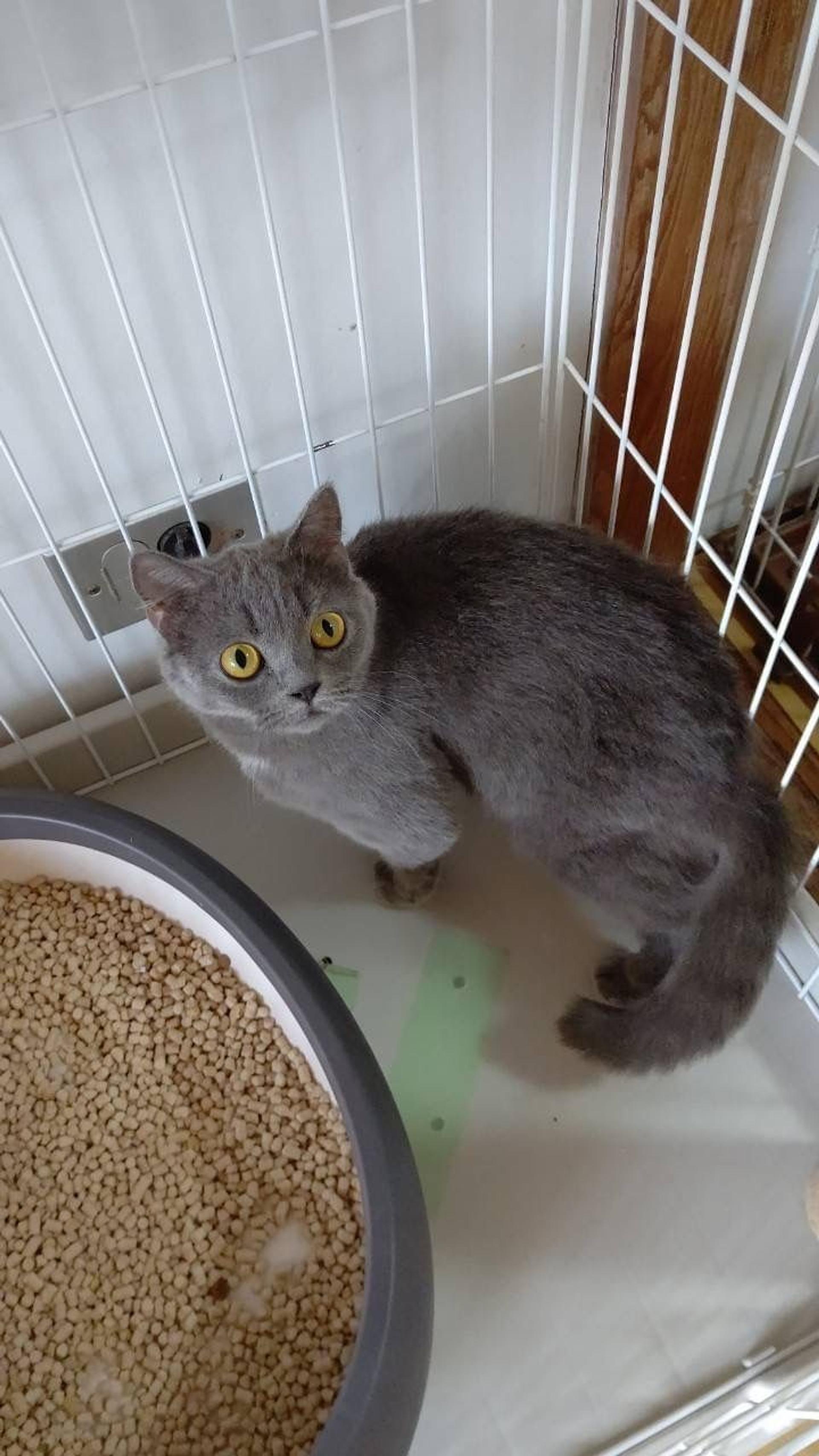 pet-image-7
