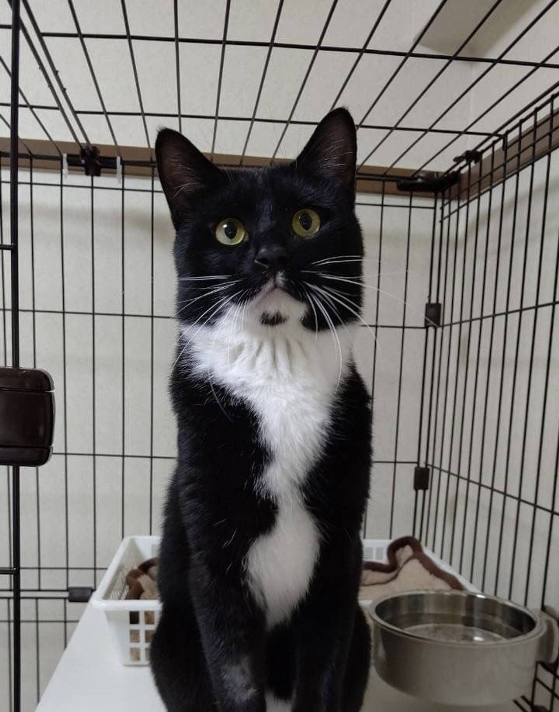 雑種（ミックス猫）・オスの里親募集の写真