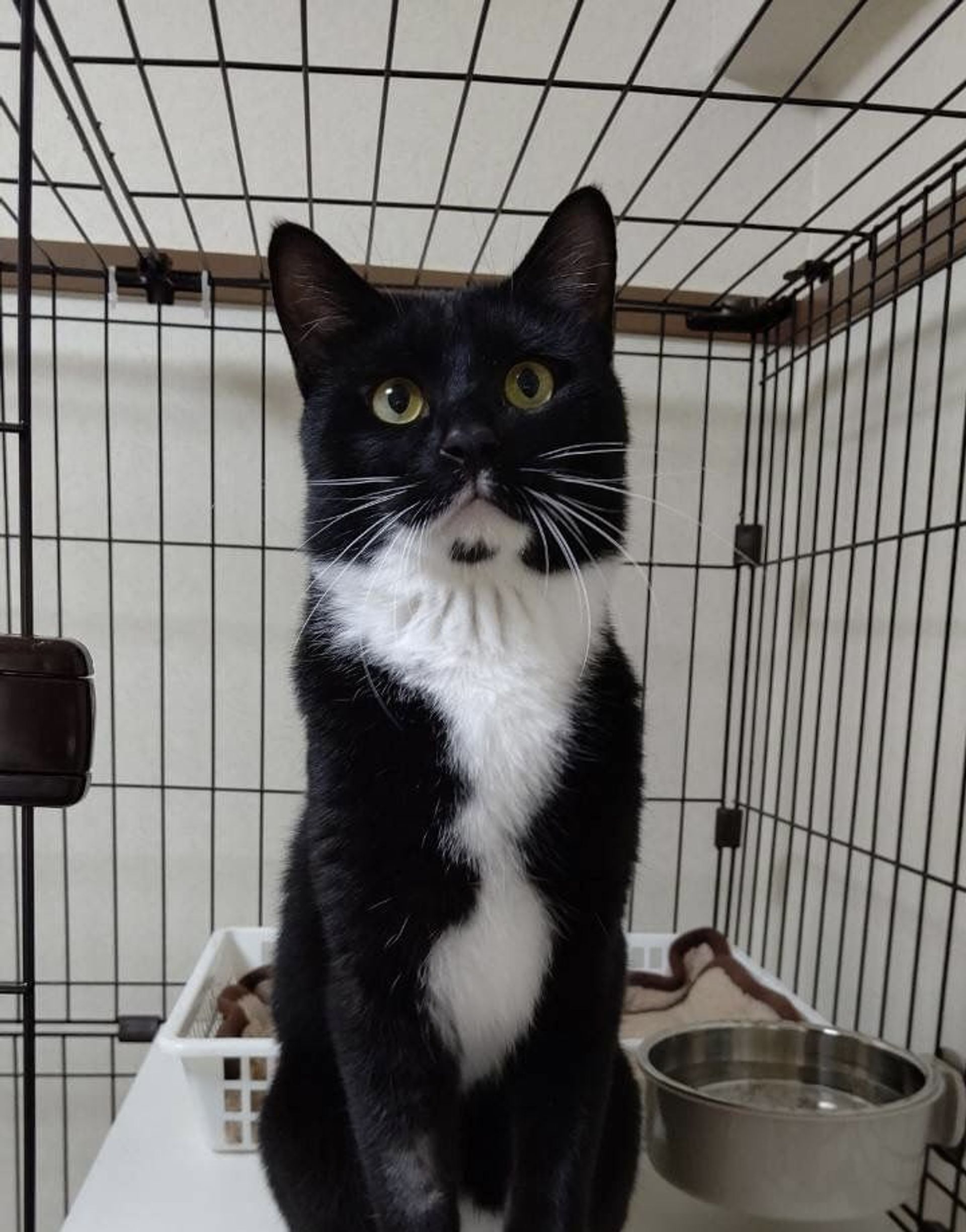雑種（ミックス猫）・オスの里親募集の写真