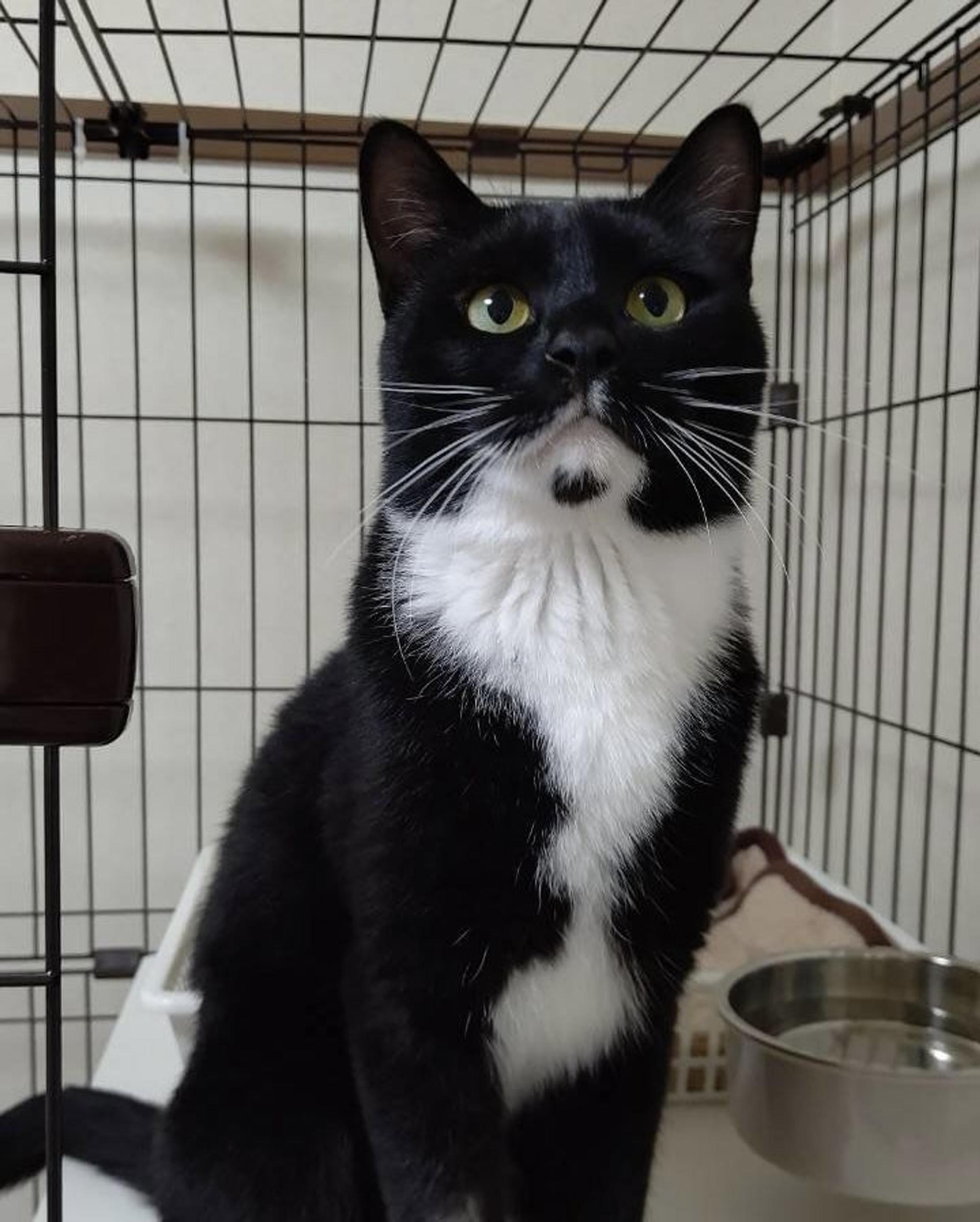 pet-image-2