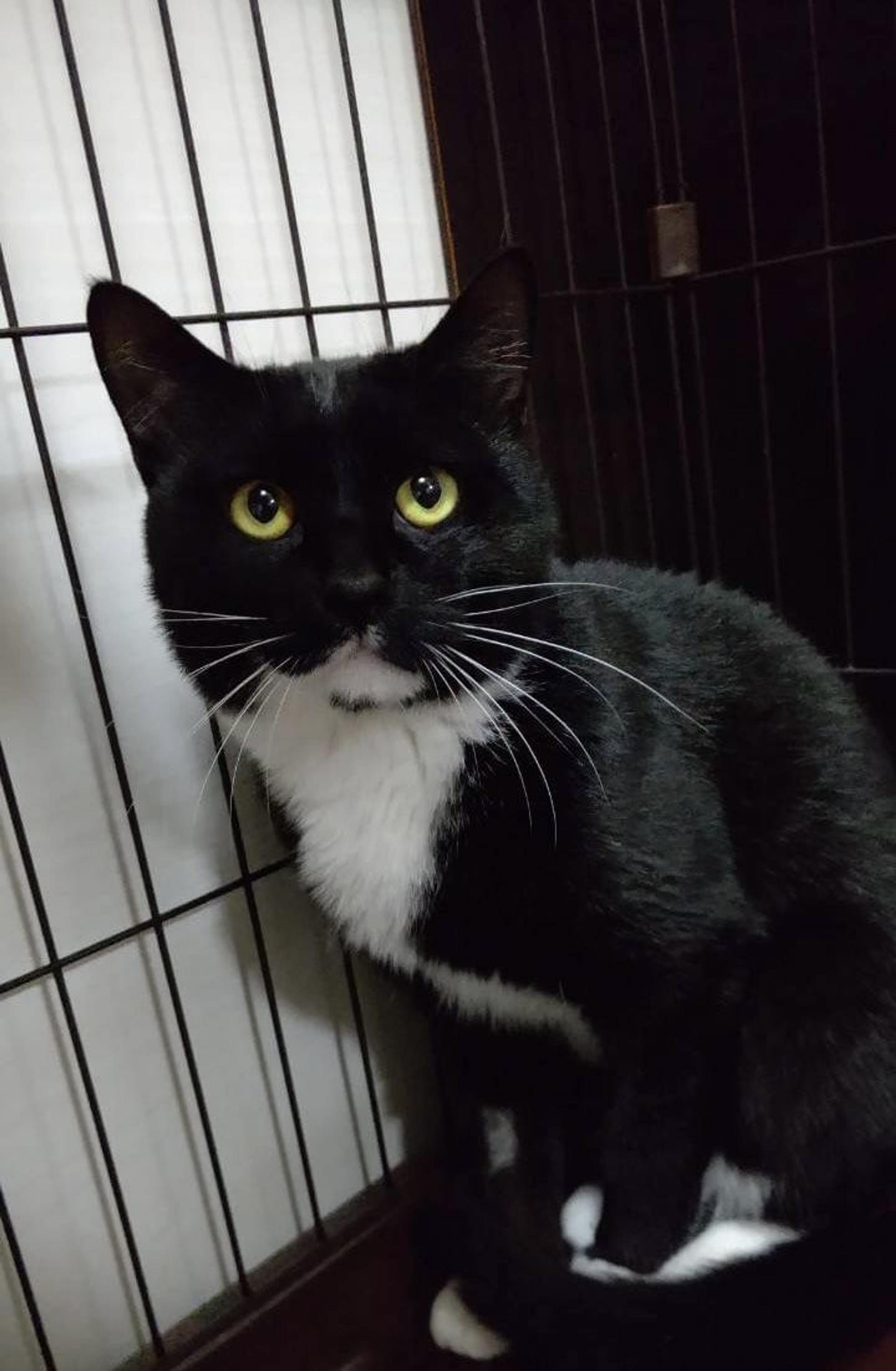 pet-image-5