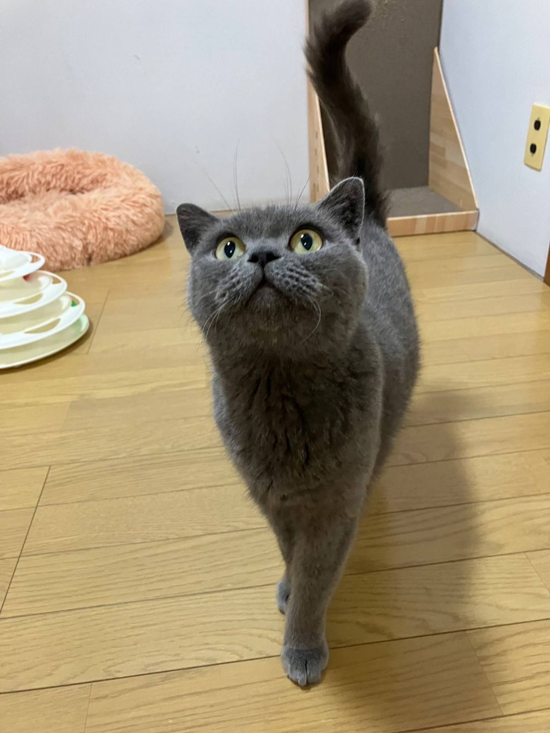 ブリティッシュショートヘア・メスの里親募集の写真
