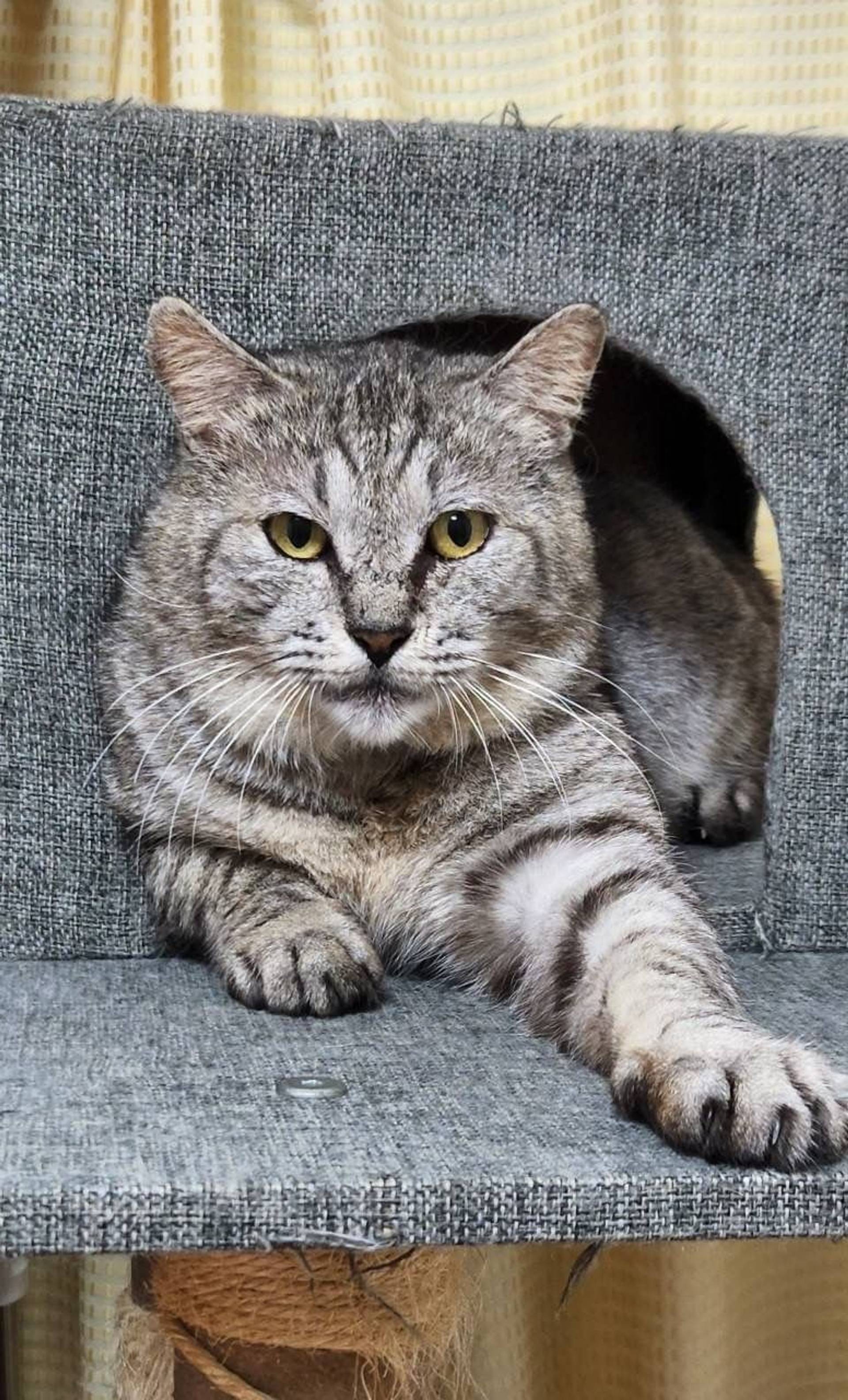 雑種（ミックス猫）・オスの里親募集の写真