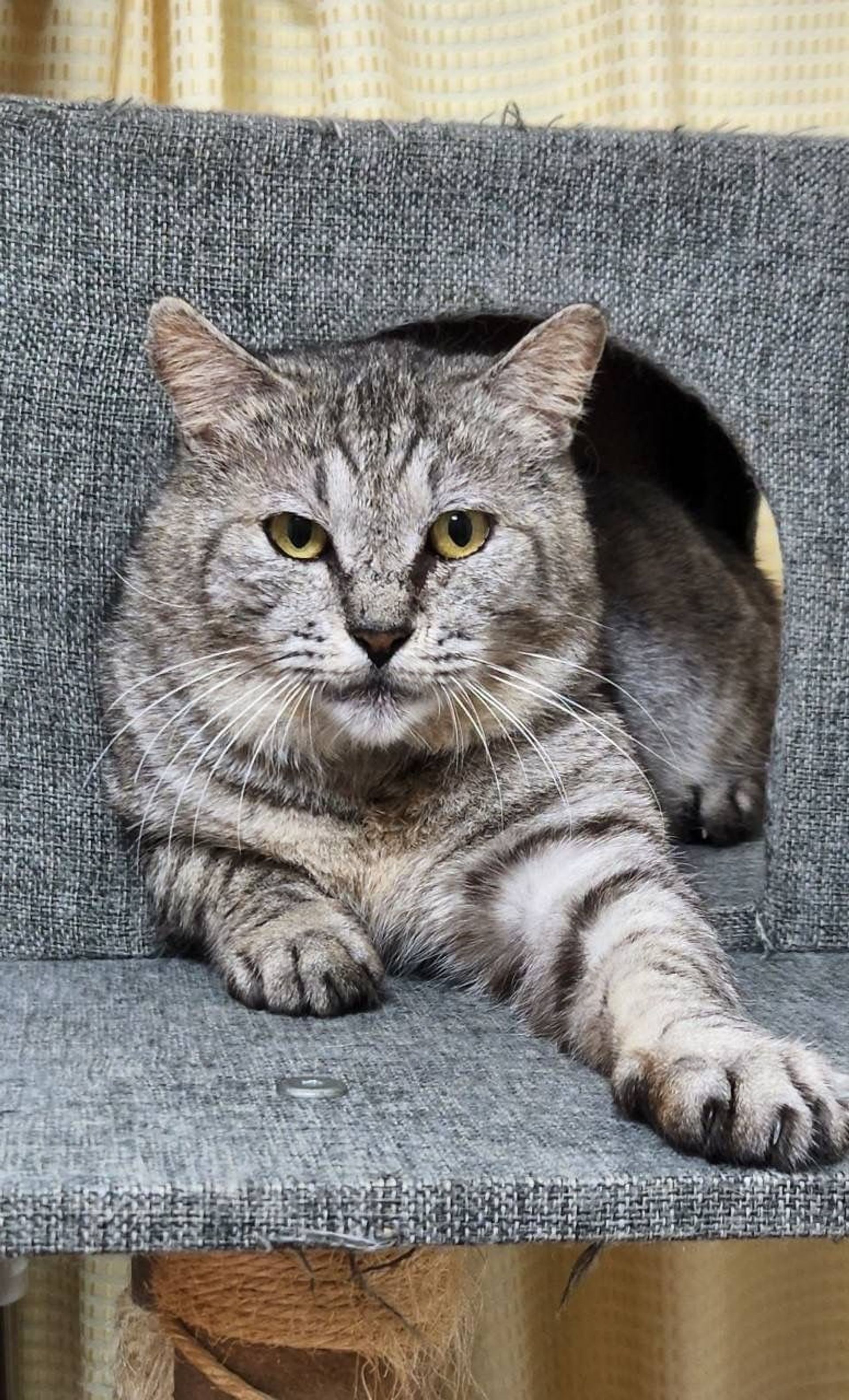 雑種（ミックス猫）・オスの里親募集の写真