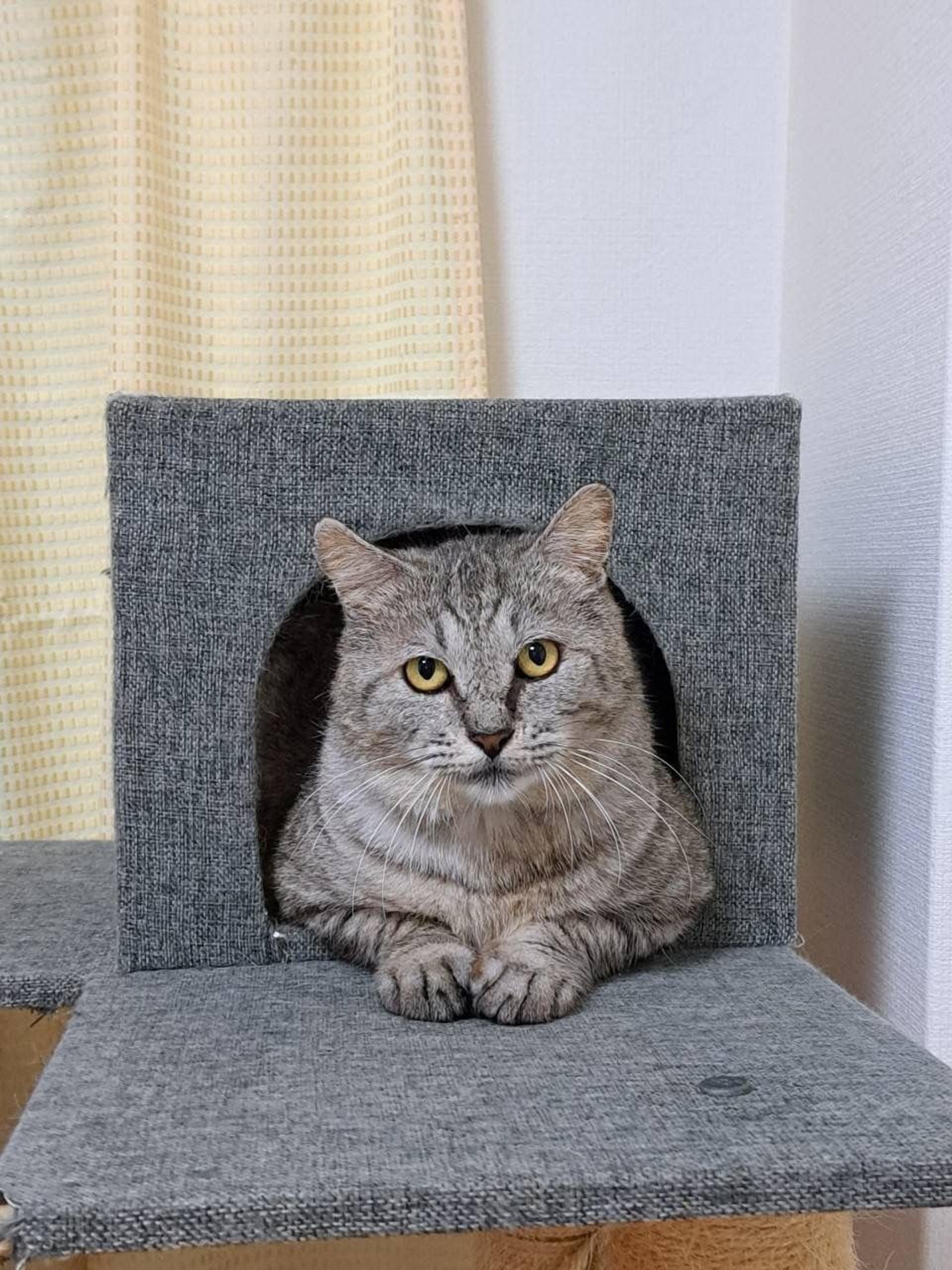 pet-image-2