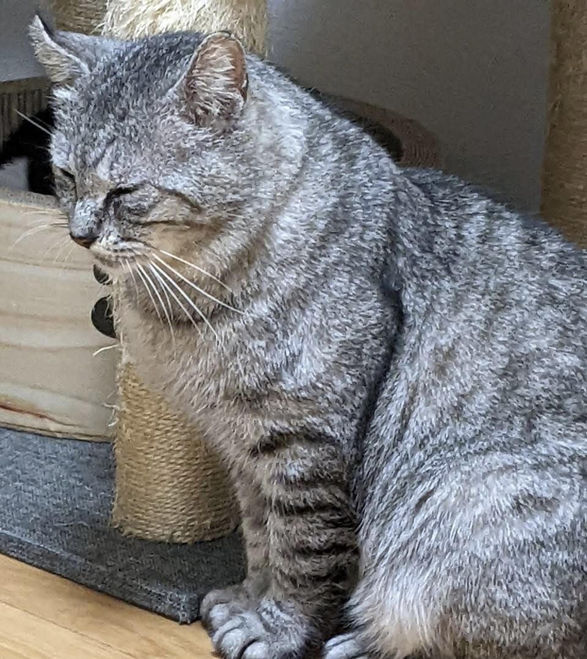 pet-image-4