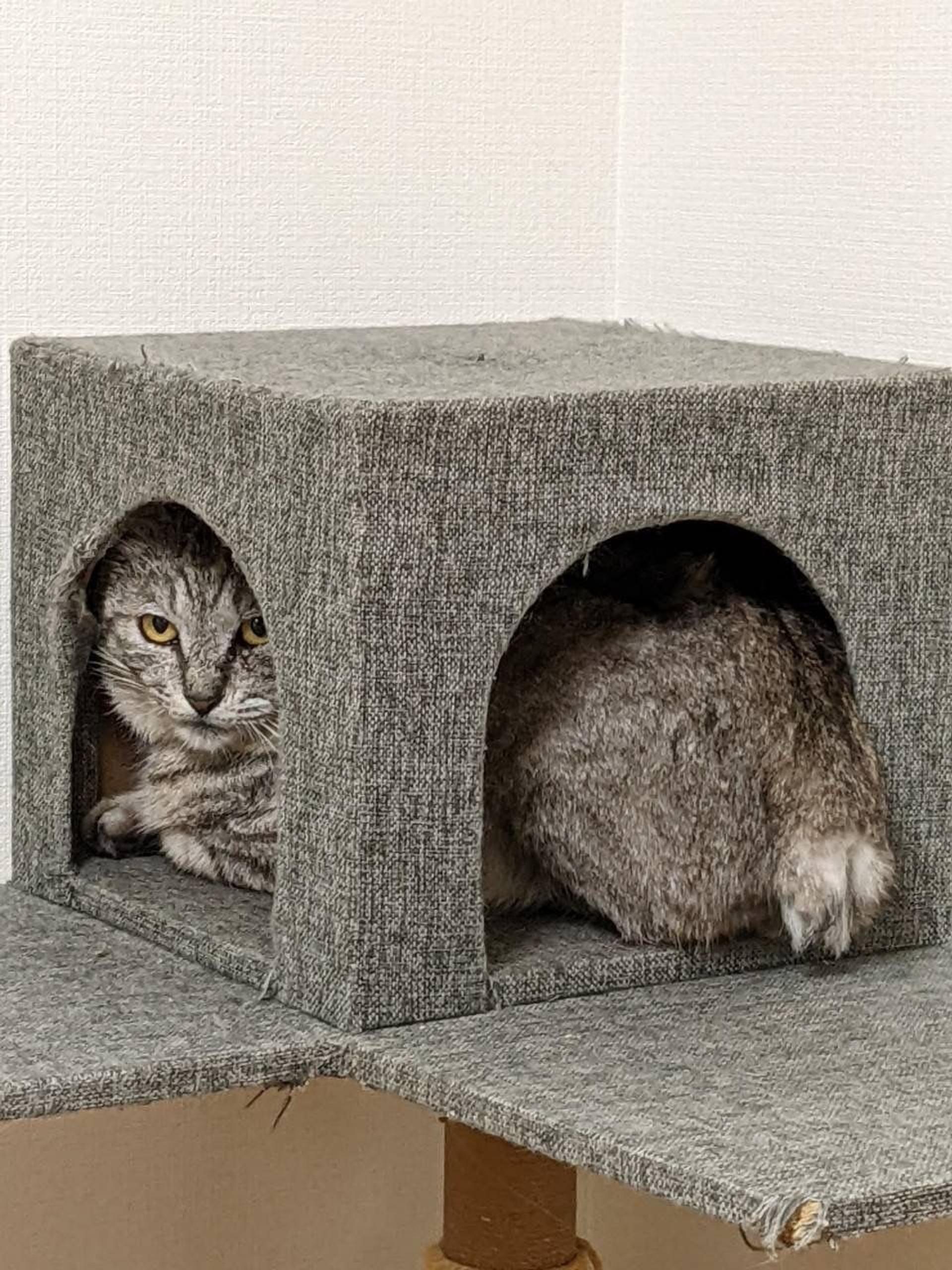pet-image-5