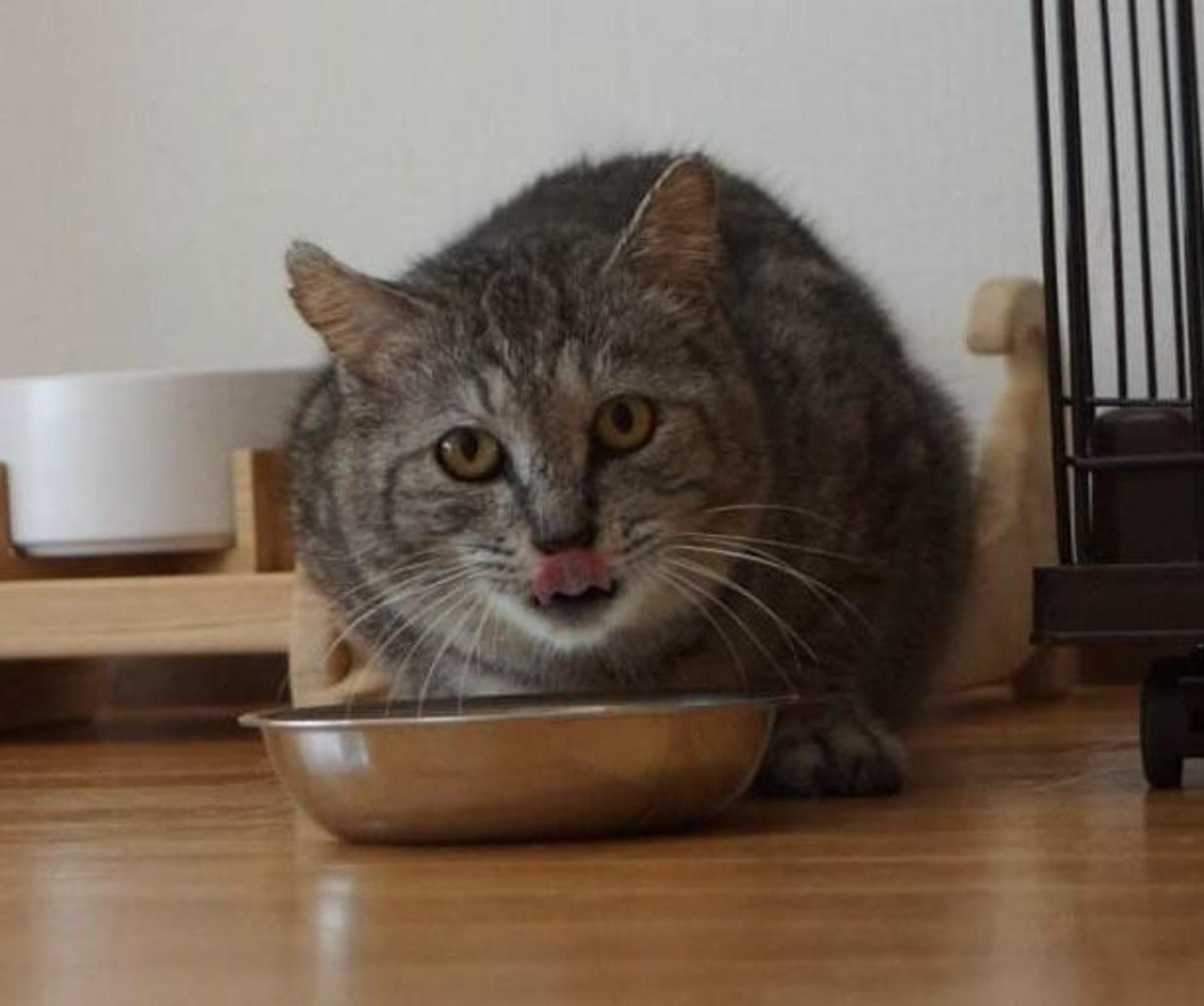 pet-image-6