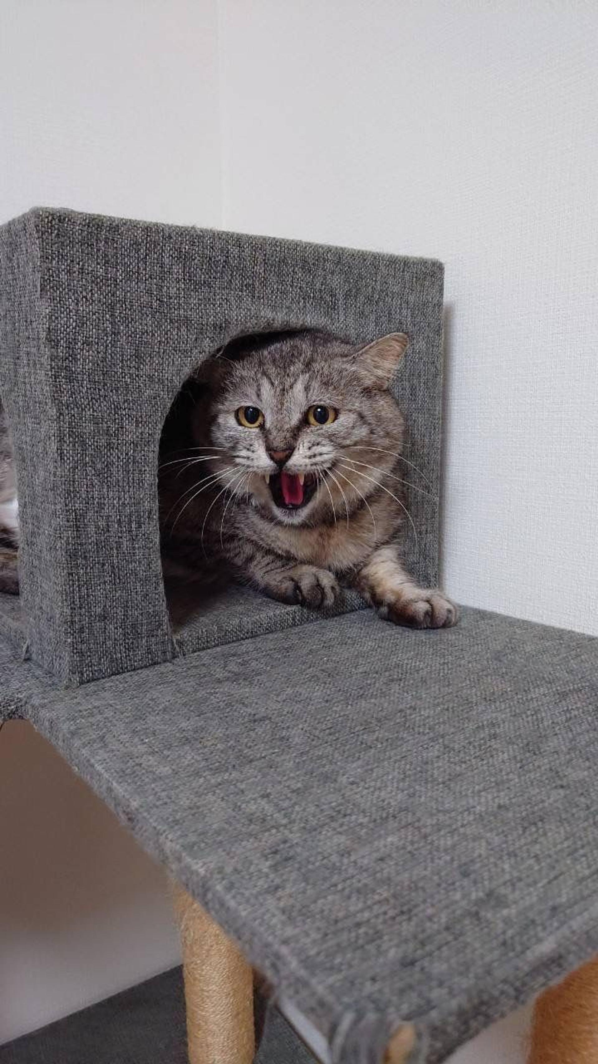 pet-image-8