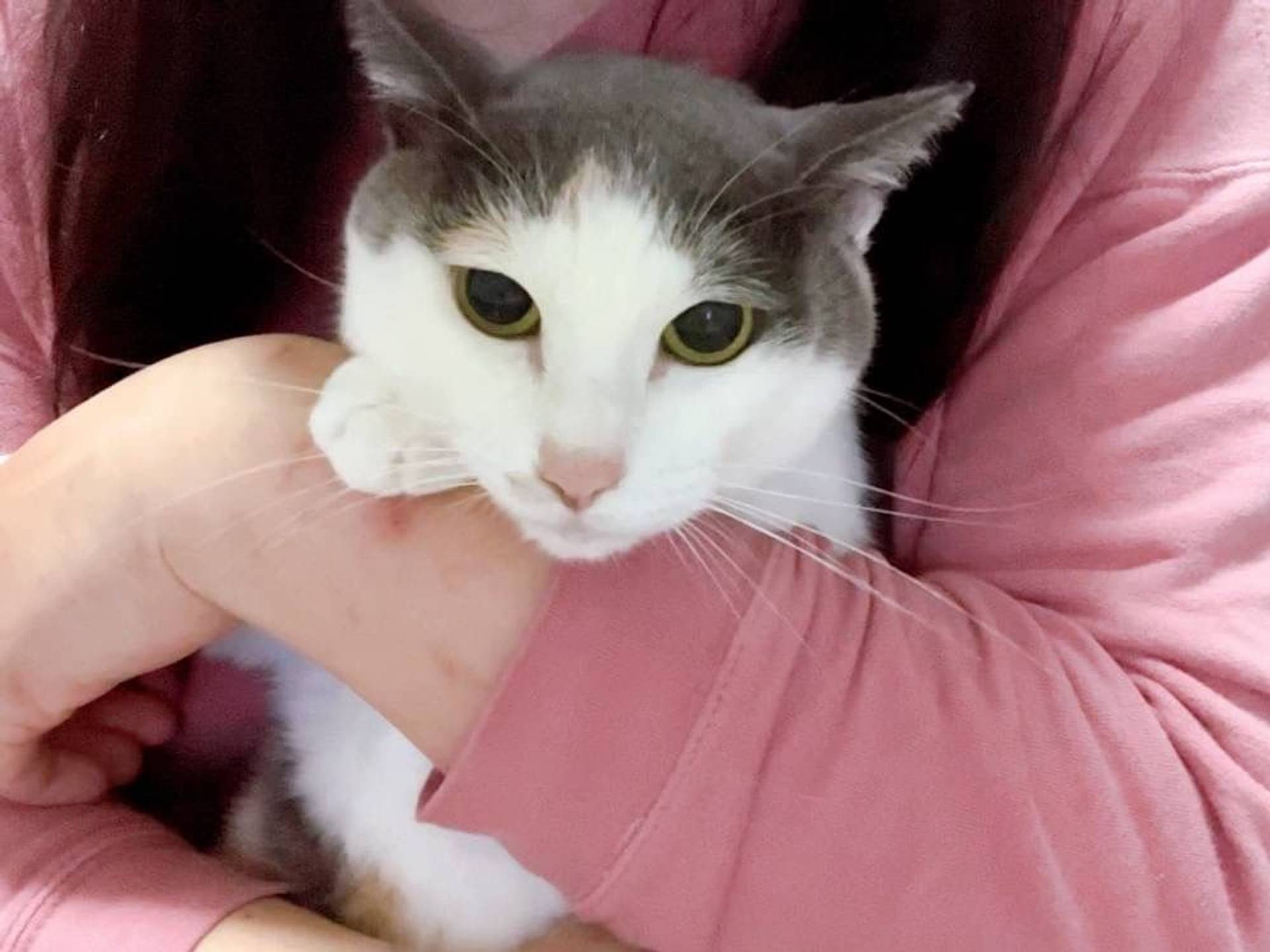 雑種（ミックス猫）・メスの里親募集の写真