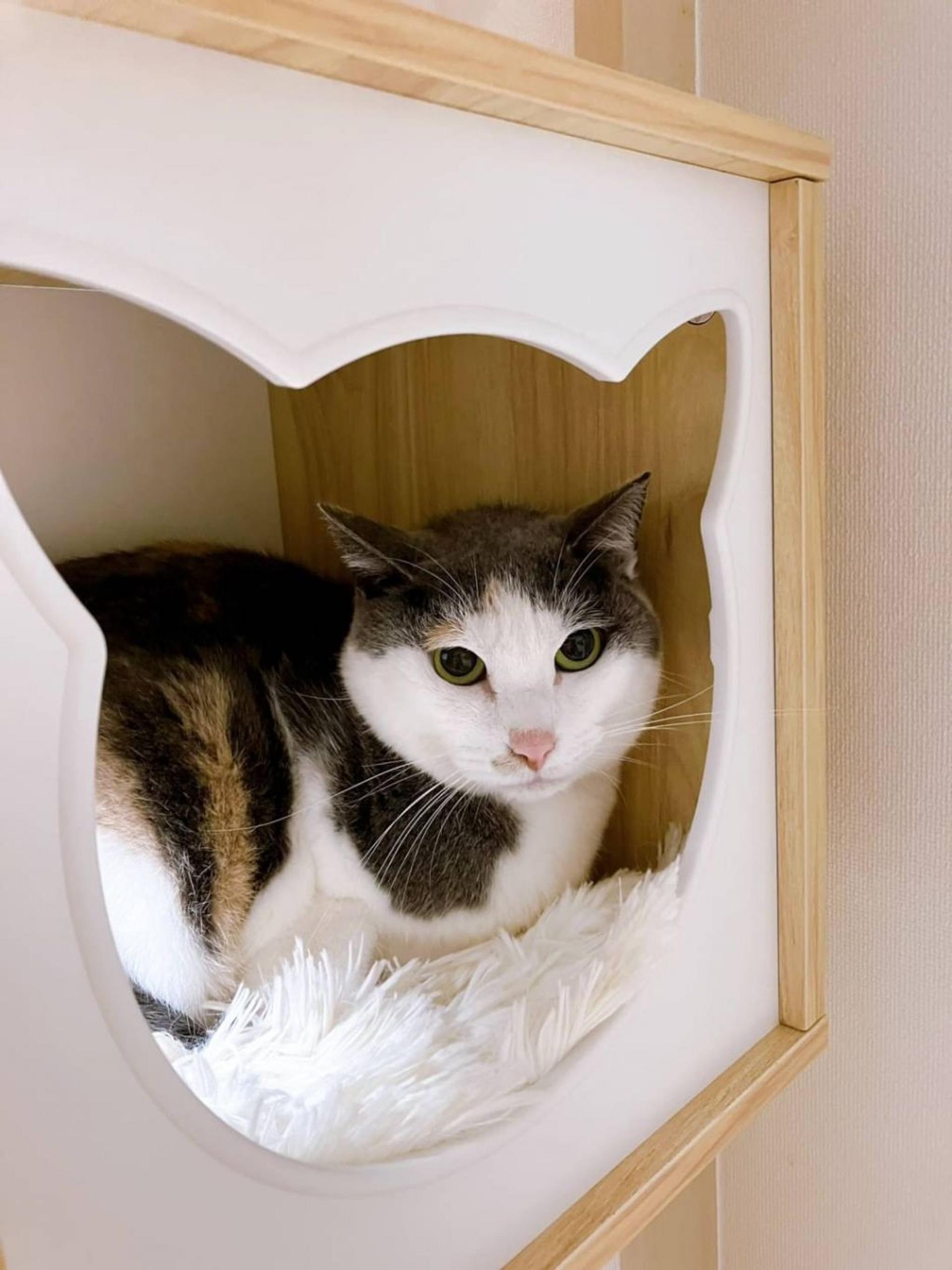 pet-image-6