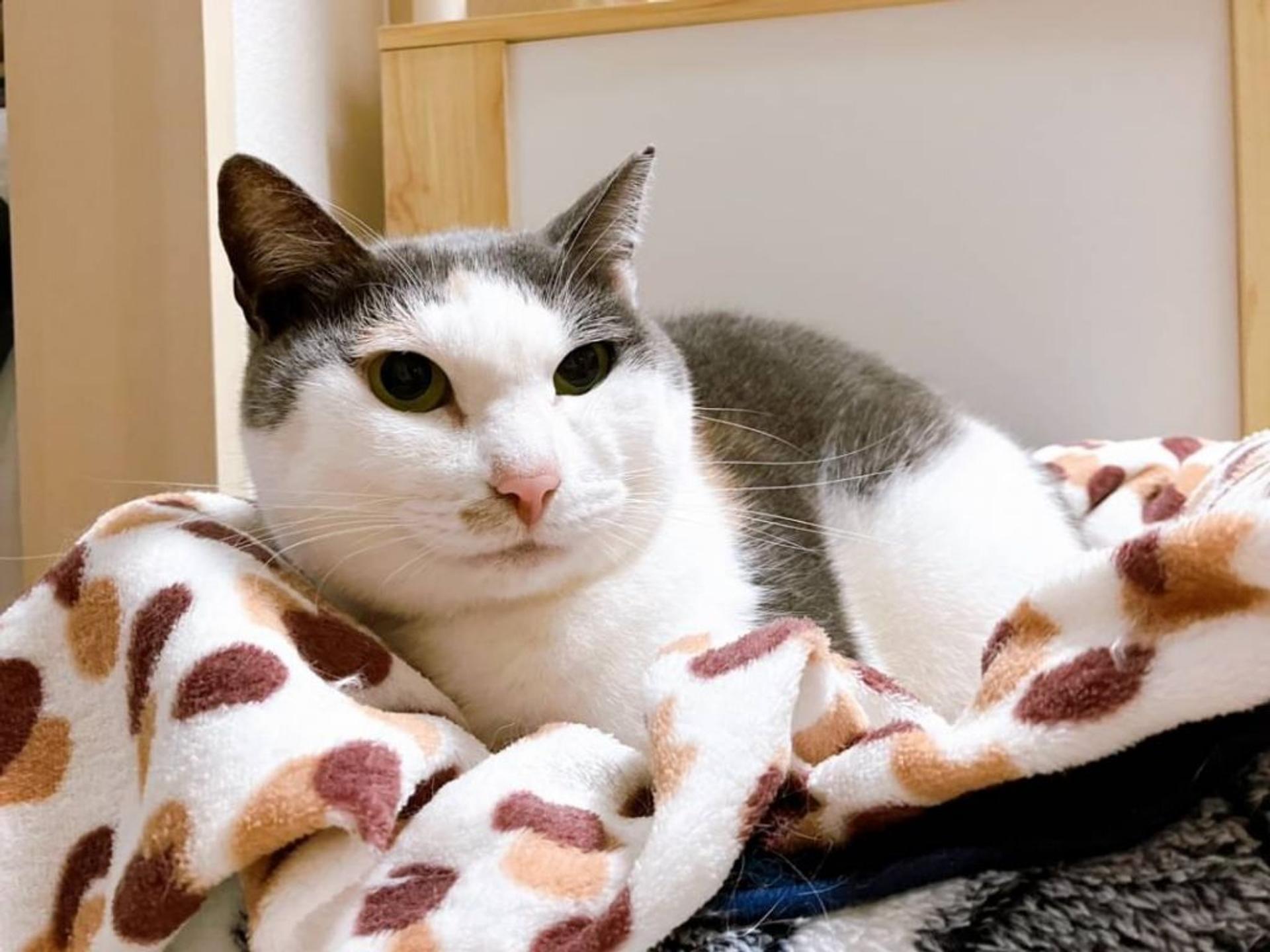 pet-image-7