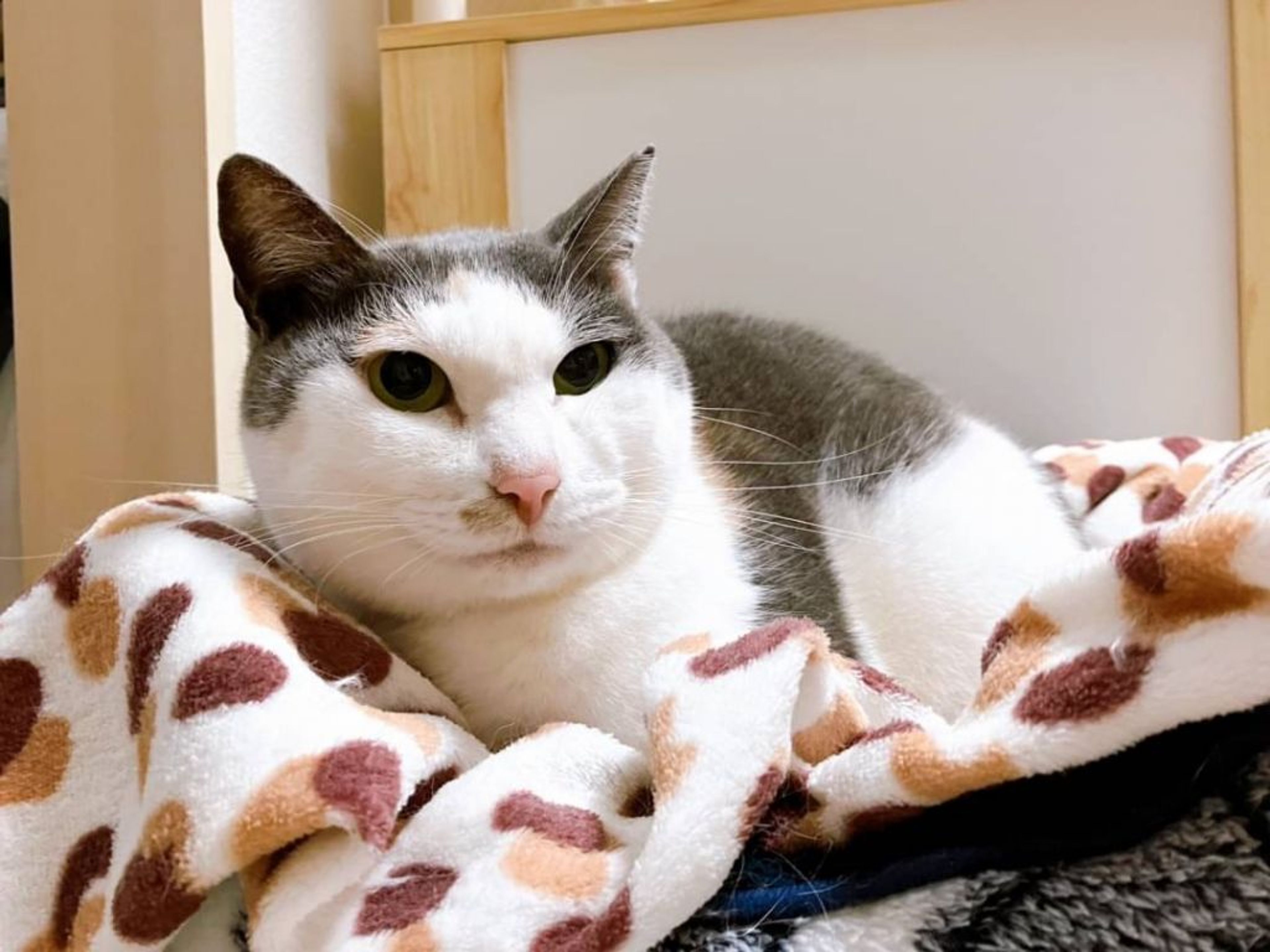 pet-image-7