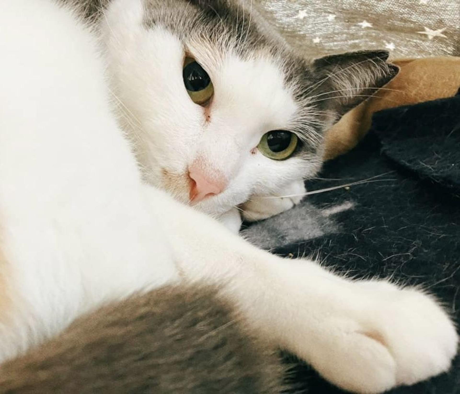 pet-image-9