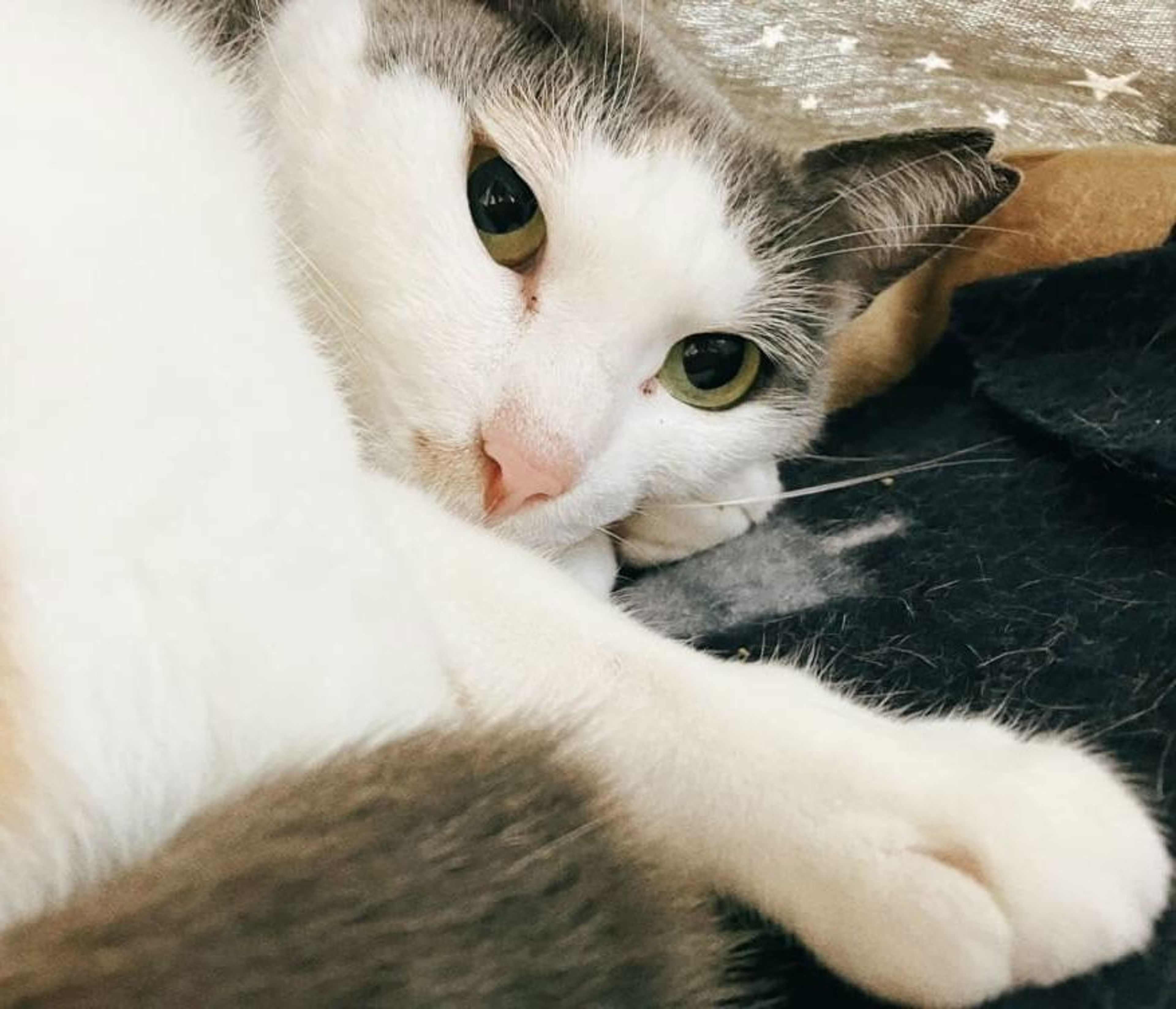 pet-image-9