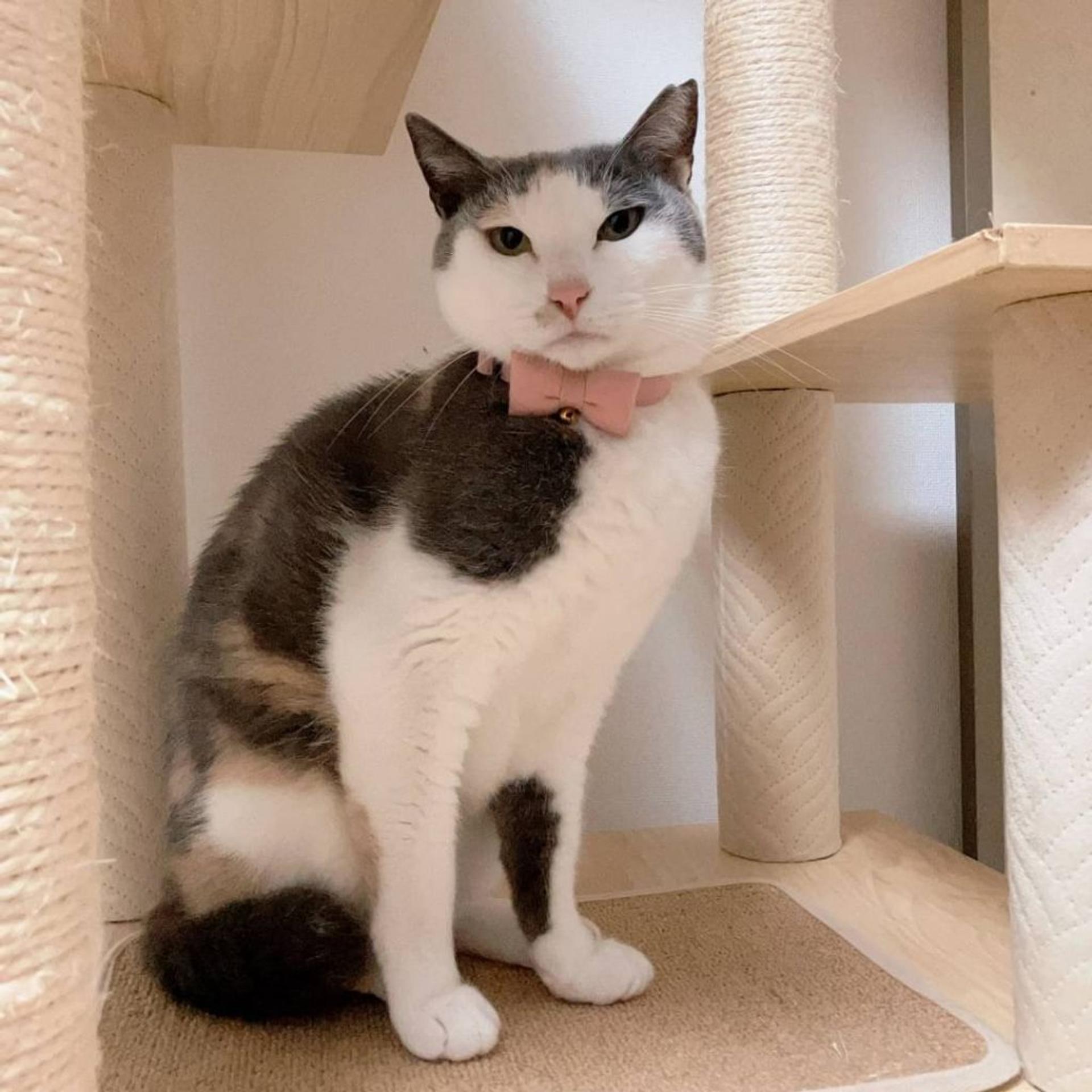 pet-image-2