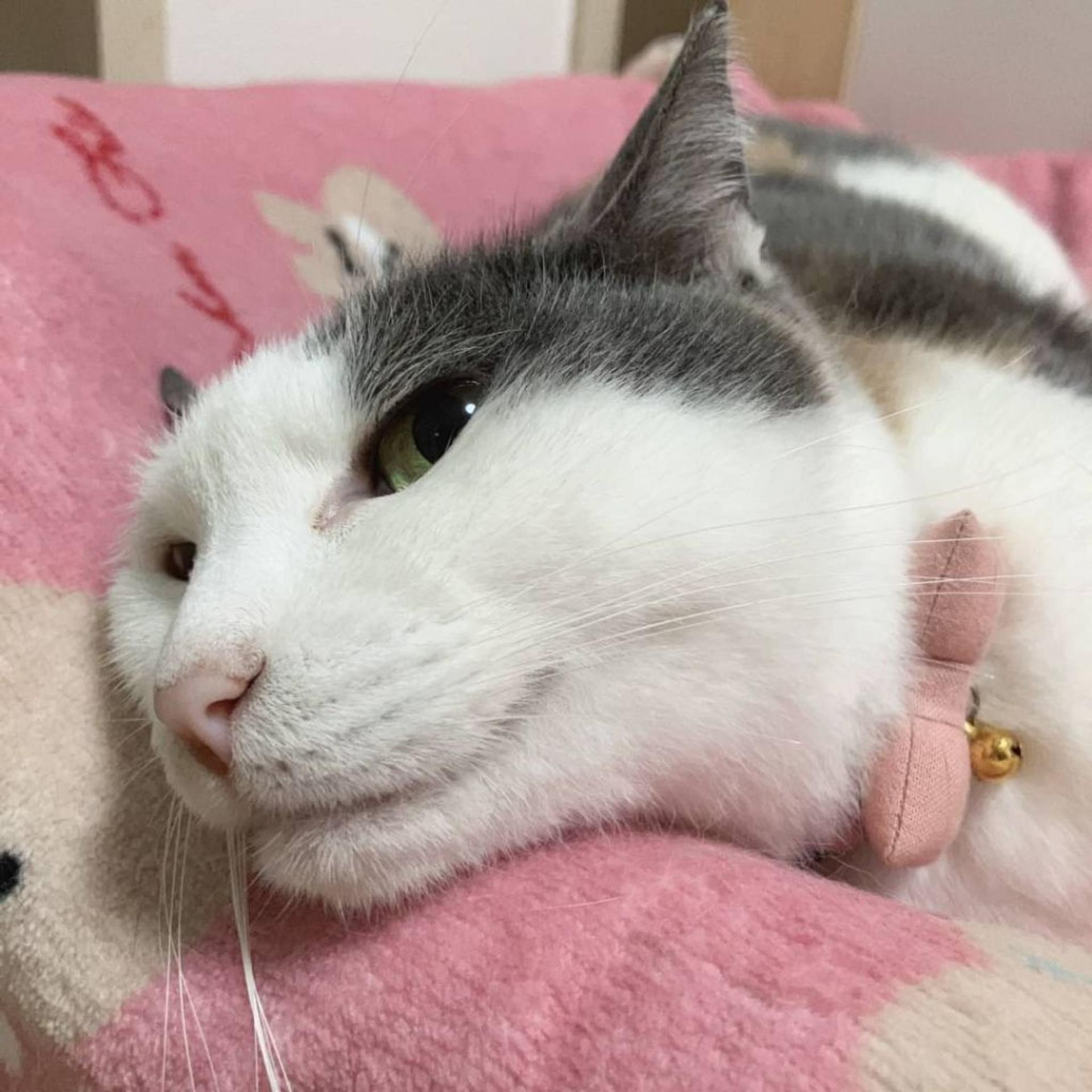 pet-image-4