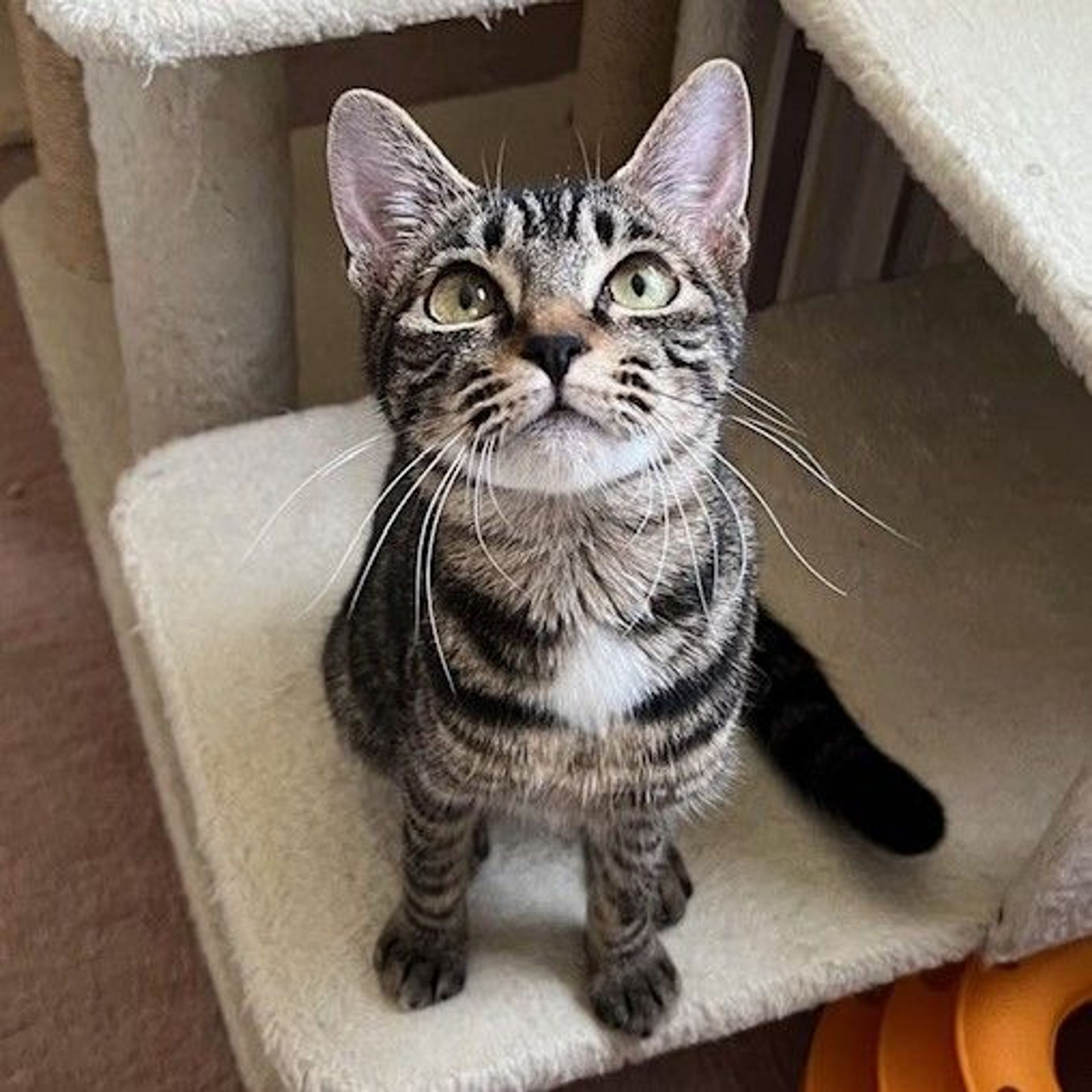 雑種（ミックス猫）・メスの里親募集の写真