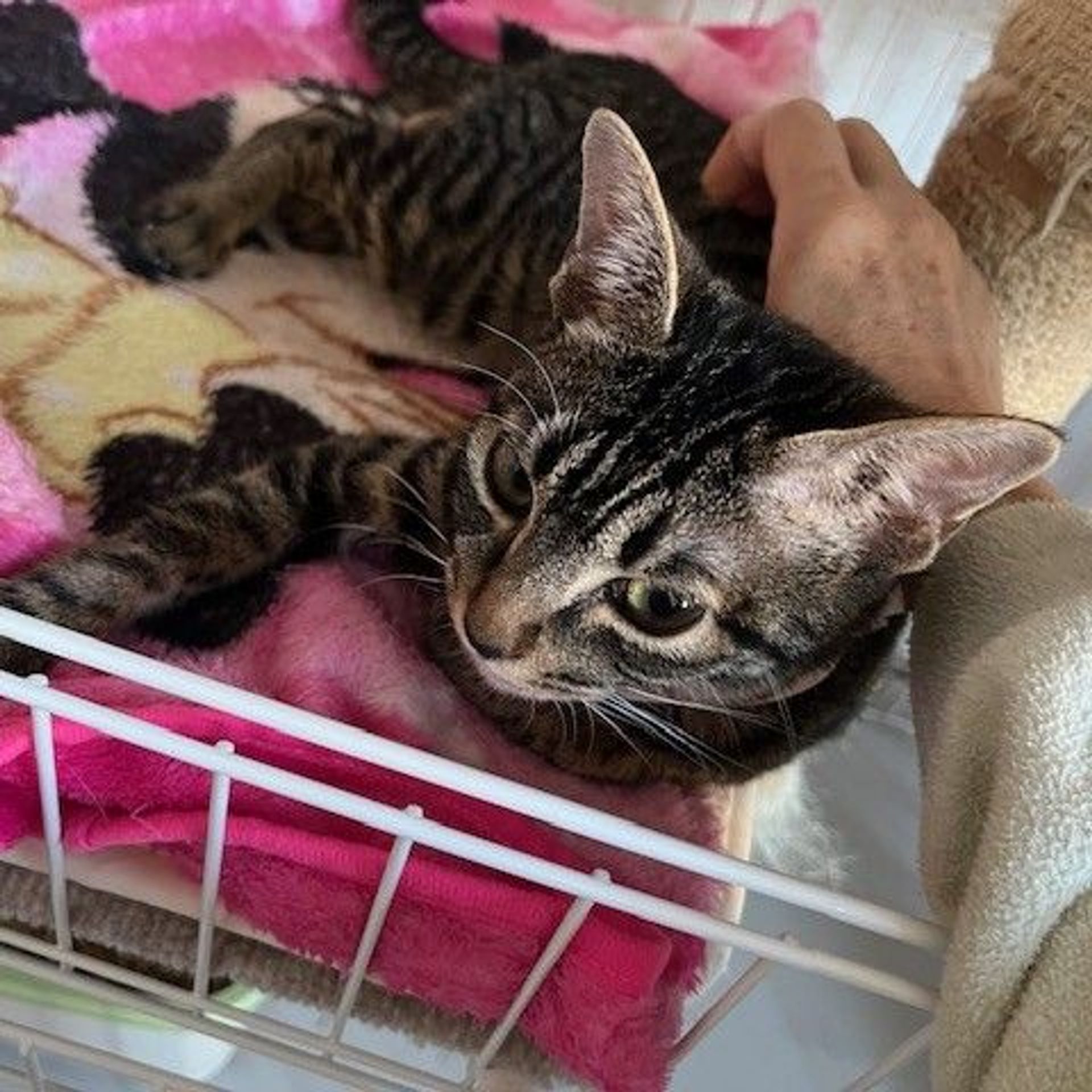 thumbnail-2