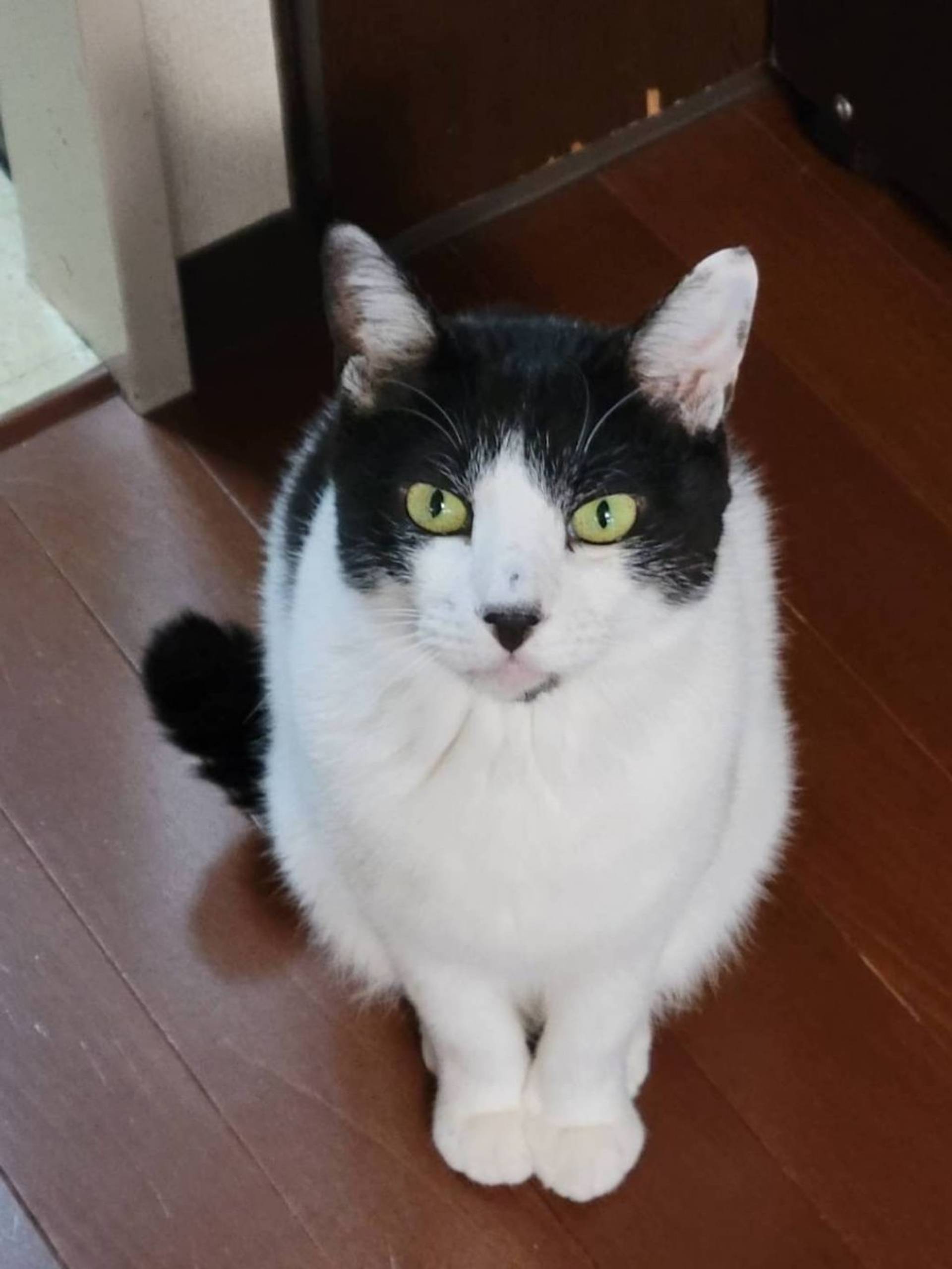 雑種（ミックス猫）・オスの里親募集の写真