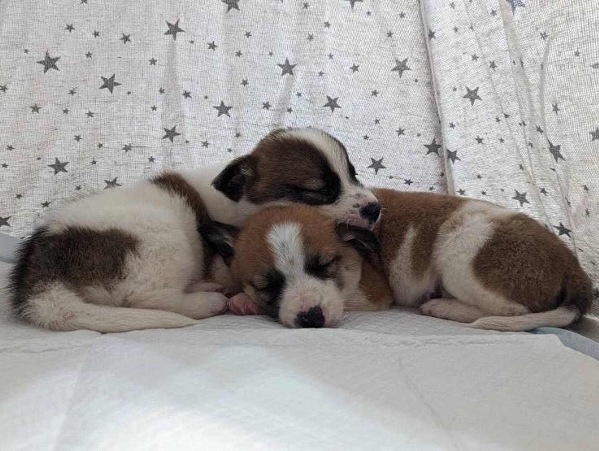雑種（ミックス犬）・オスの里親募集の写真