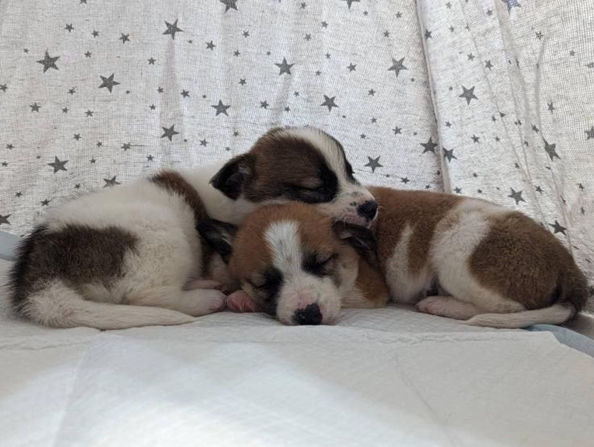 雑種（ミックス犬）・オスの里親募集の写真