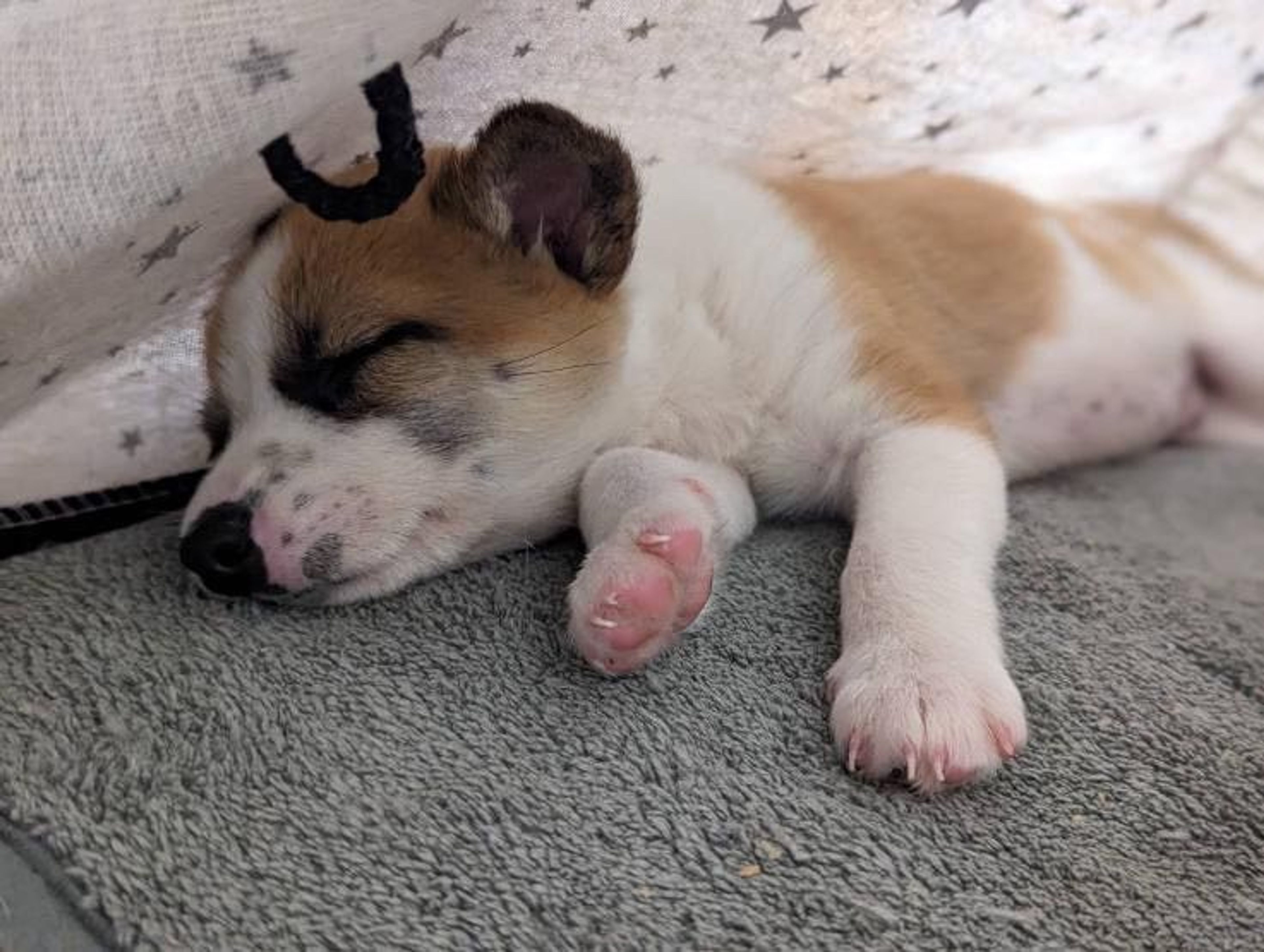 pet-image-3
