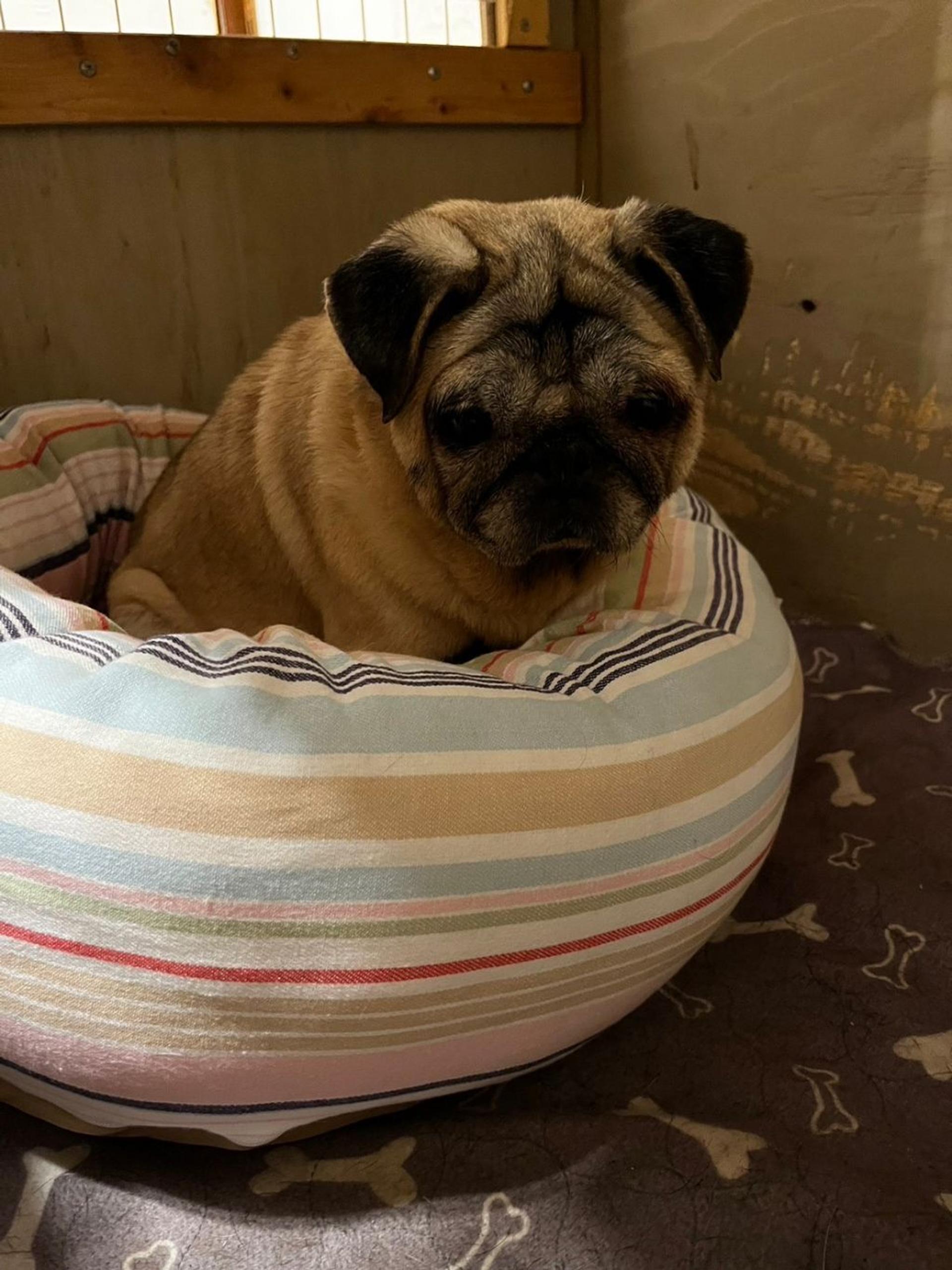 pet-image-2
