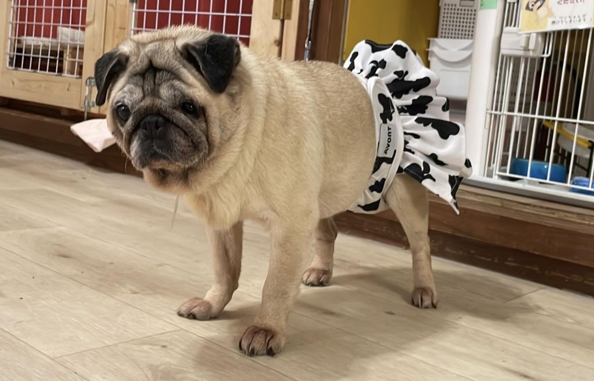 pet-image-3