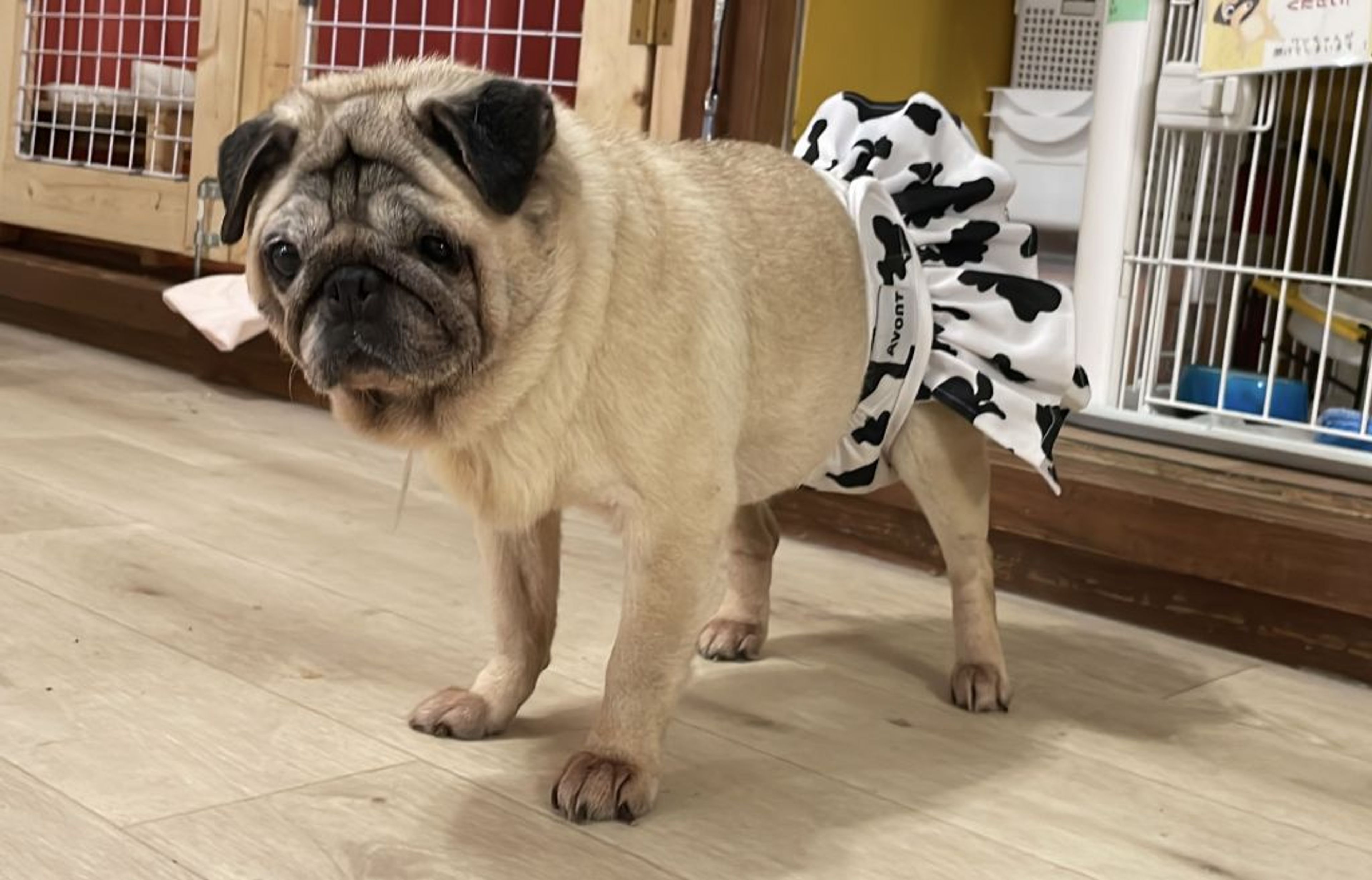 pet-image-3