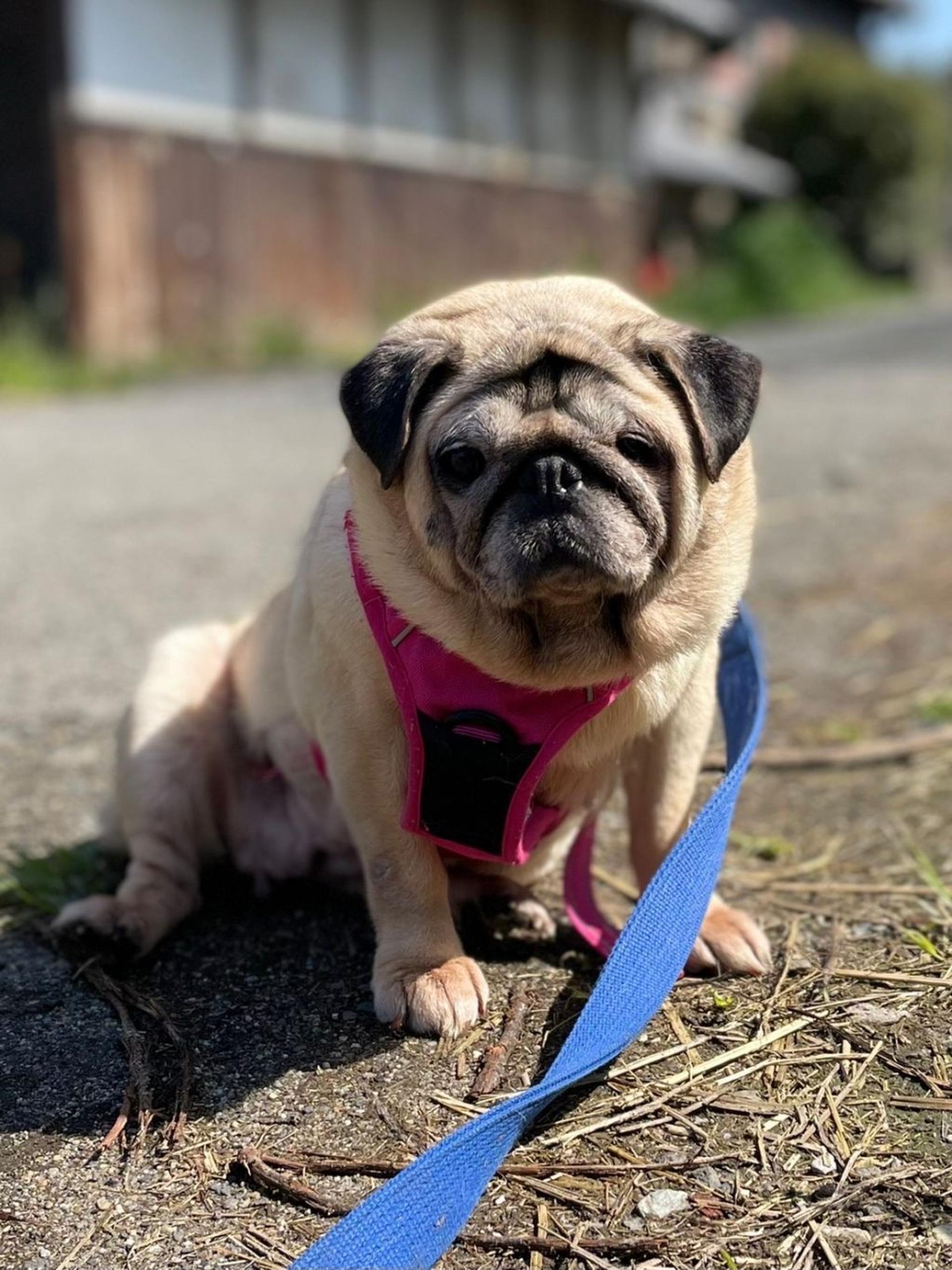 pet-image-5