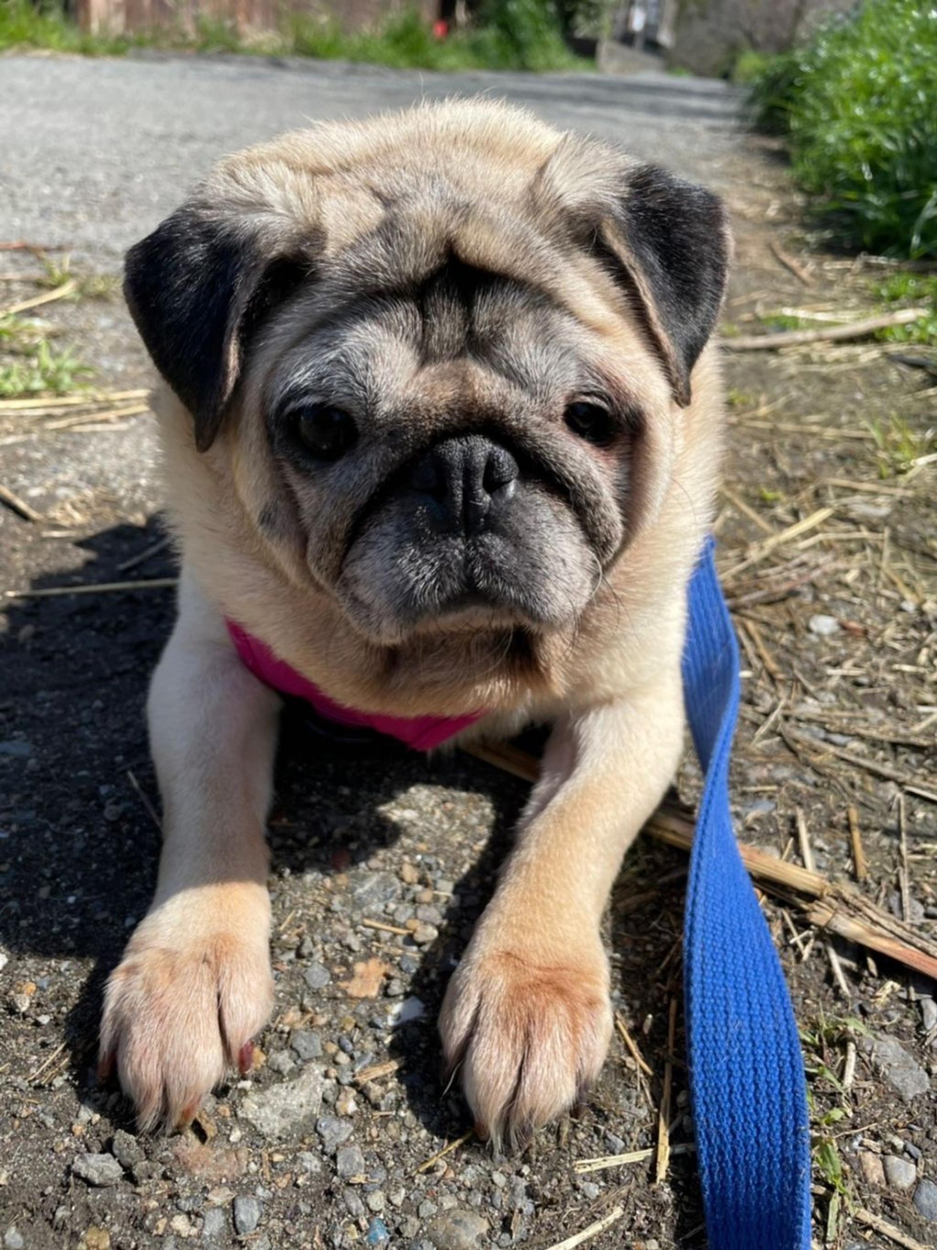 pet-image-9