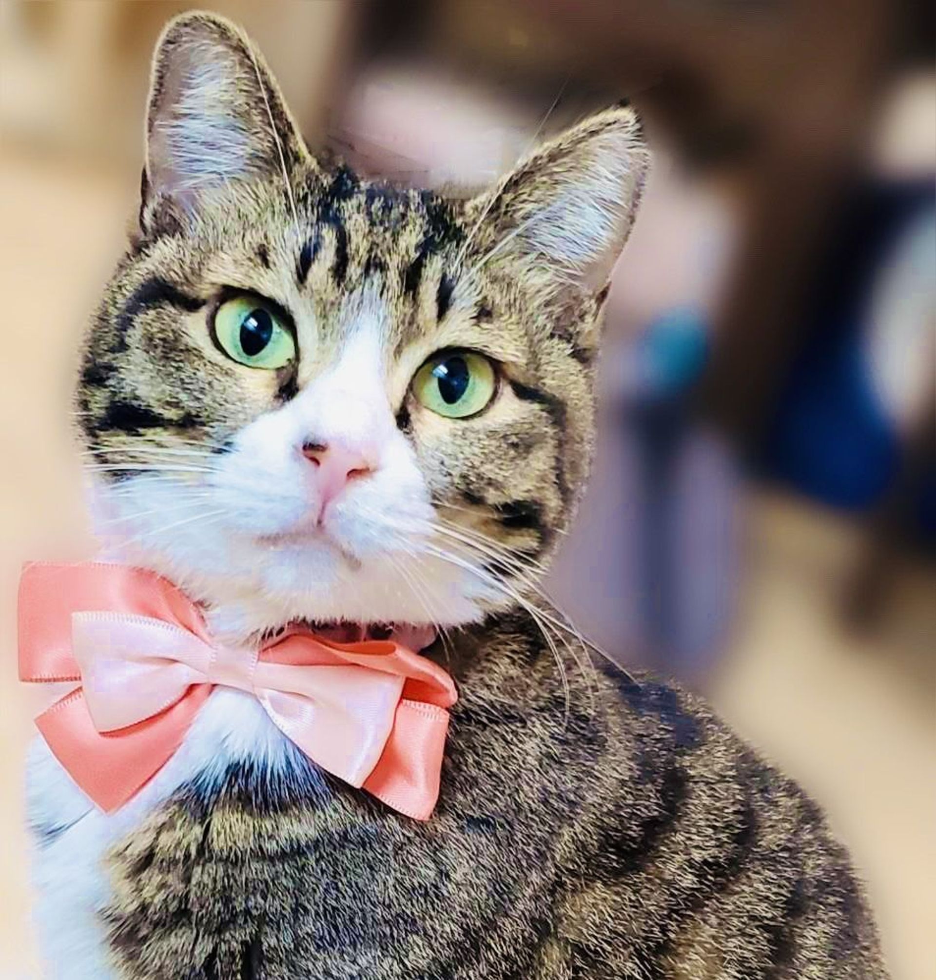雑種（ミックス猫）・メスの里親募集の写真