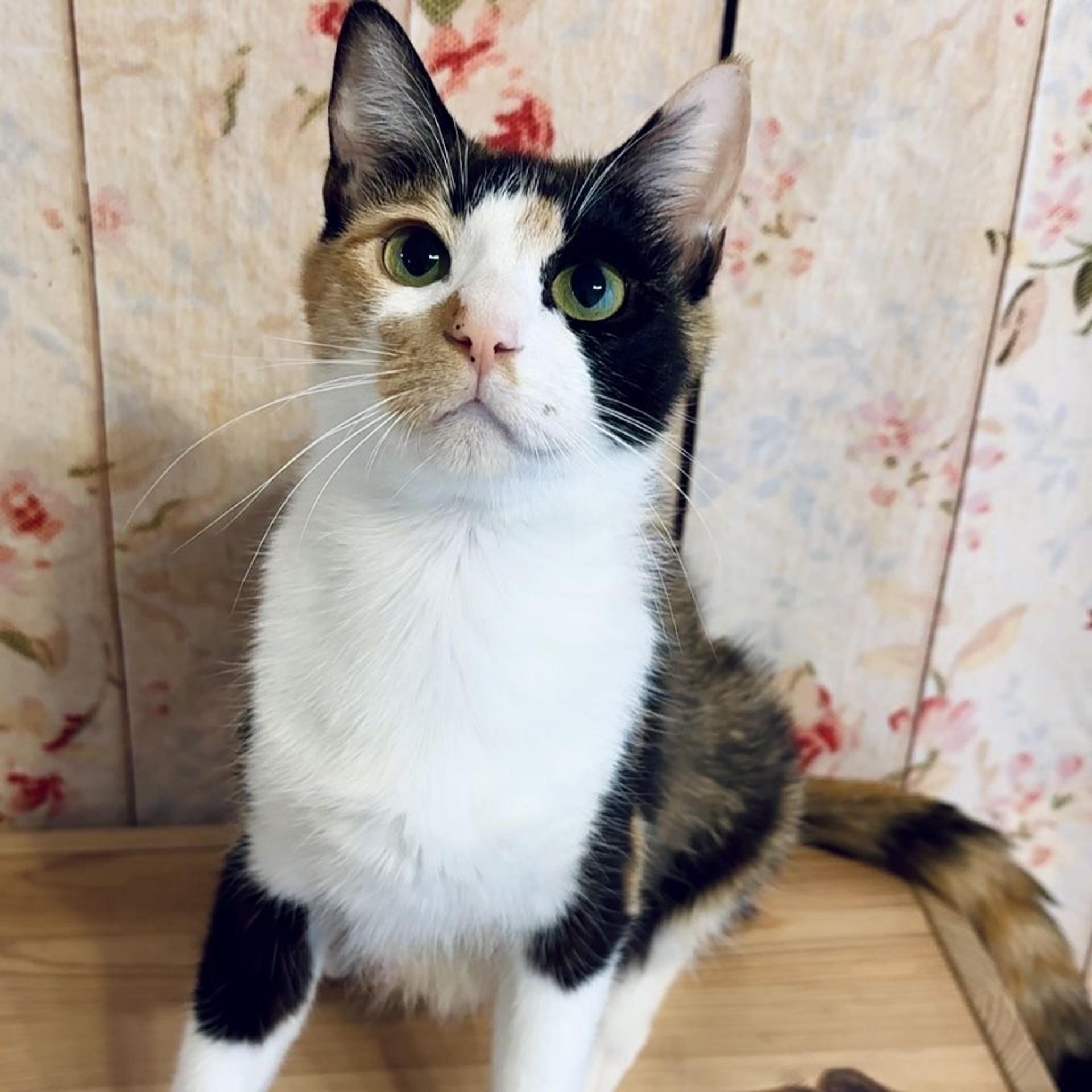 pet-image-2