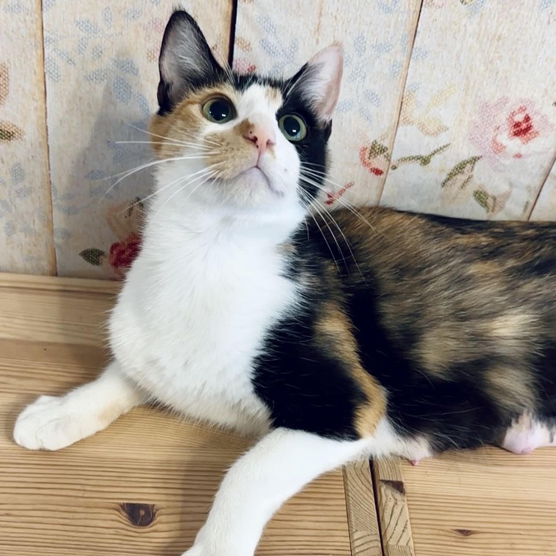 pet-image-3