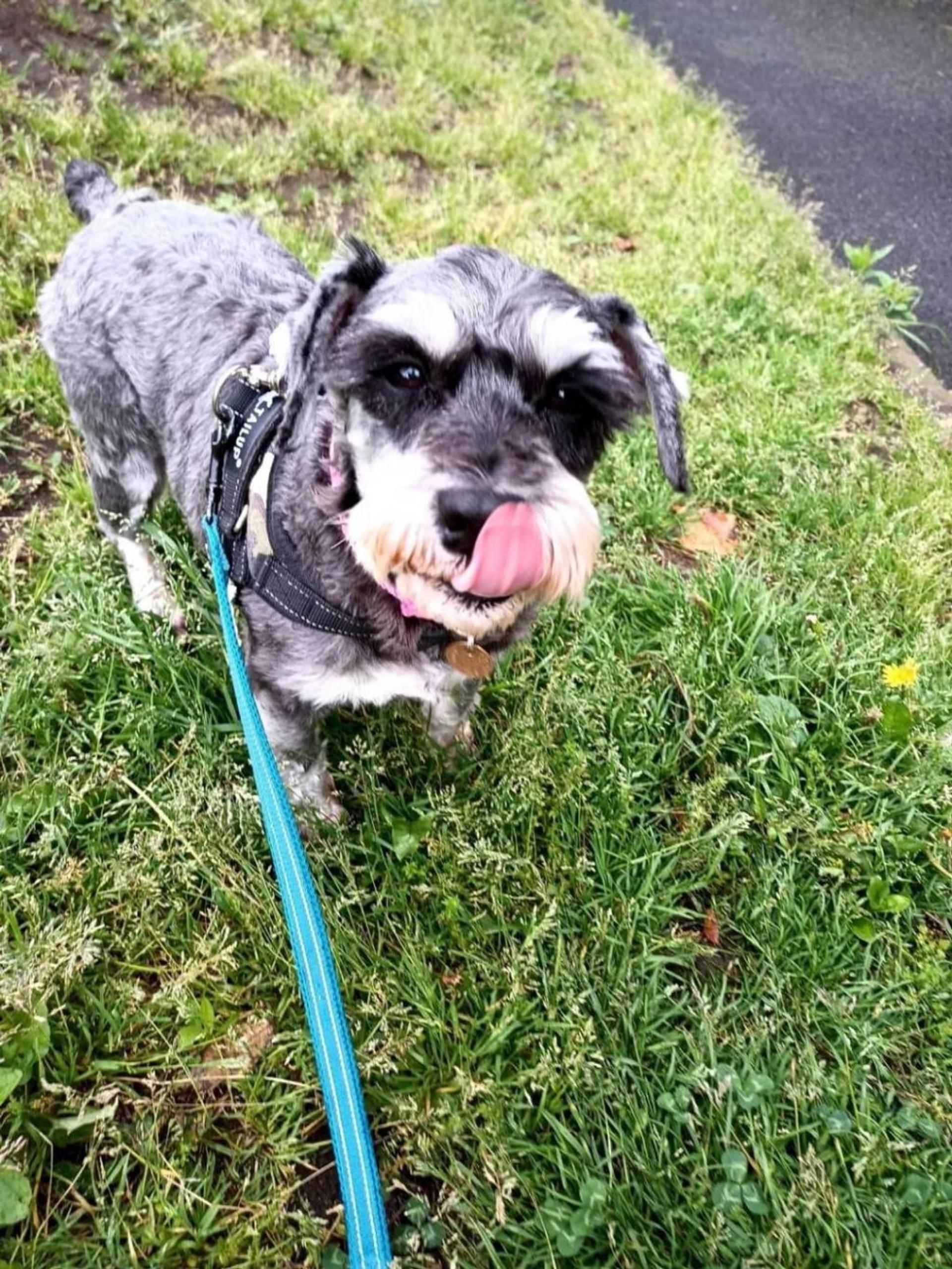 pet-image-2