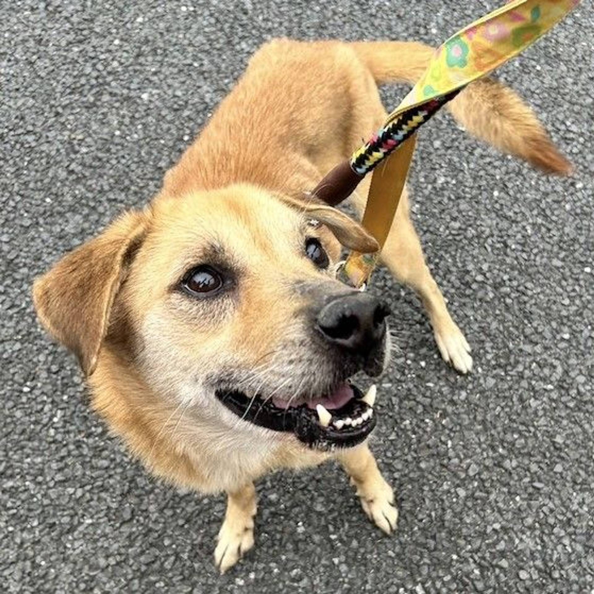 雑種（ミックス犬）・オスの里親募集の写真