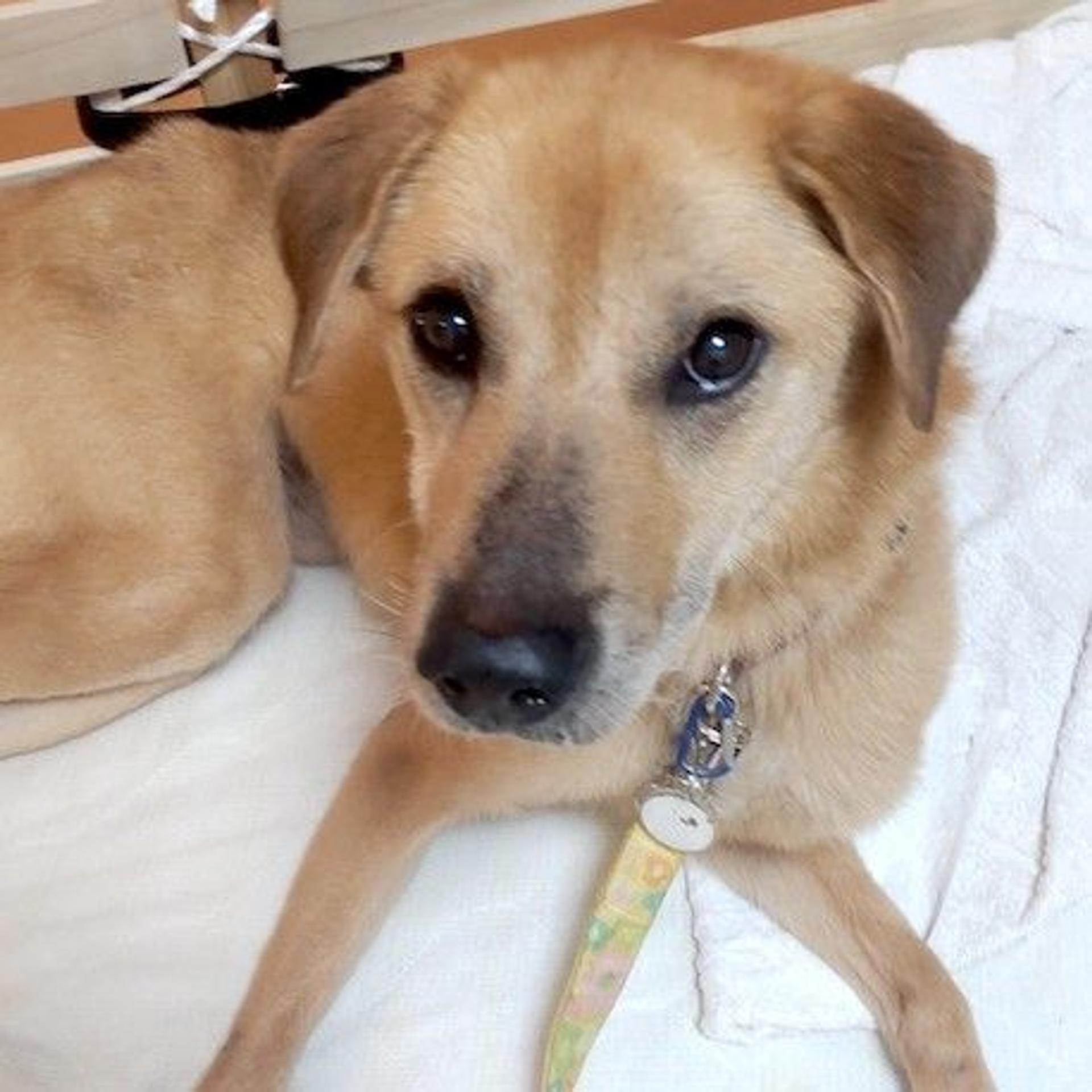 pet-image-2