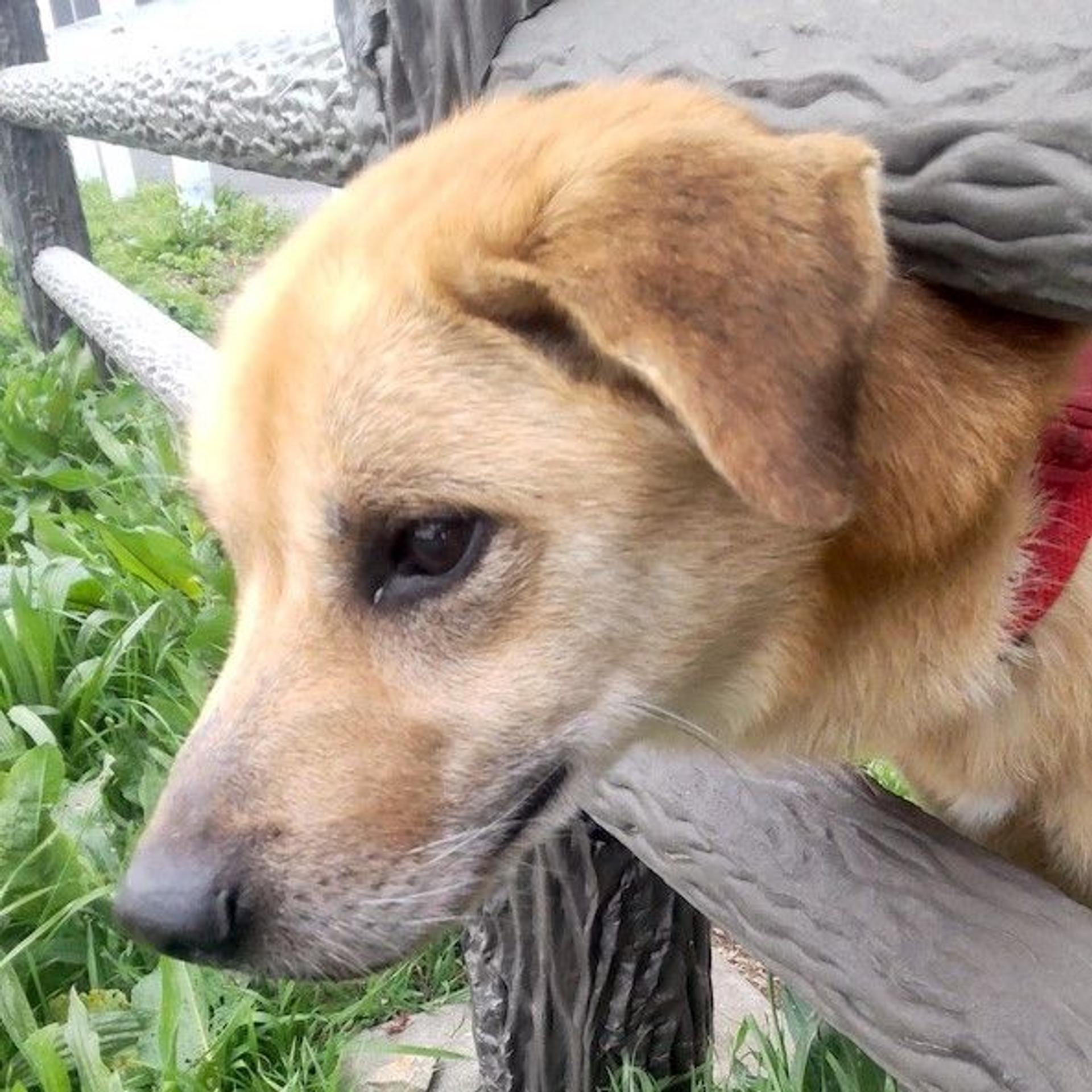 pet-image-3