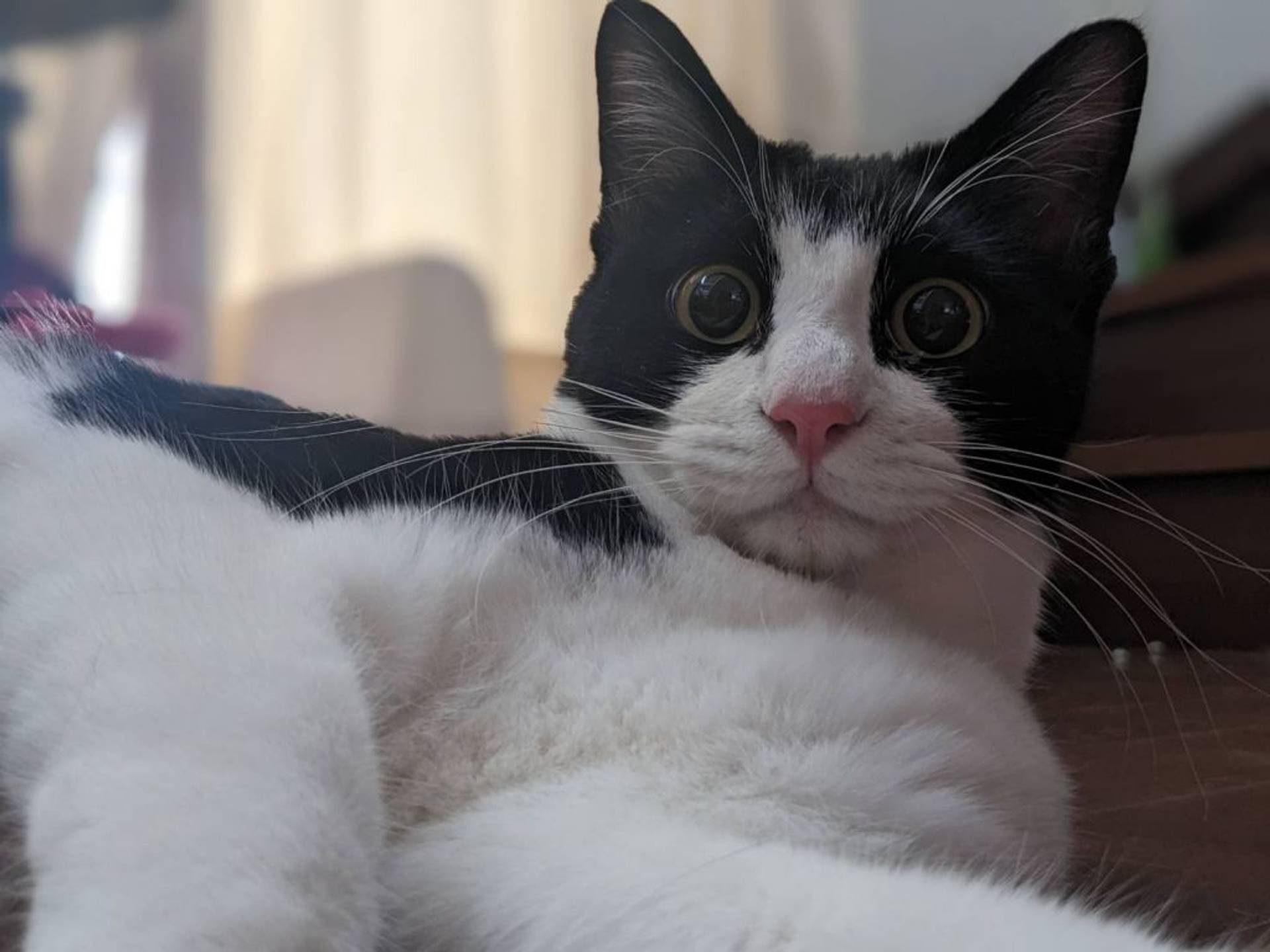 雑種（ミックス猫）・オスの里親募集の写真