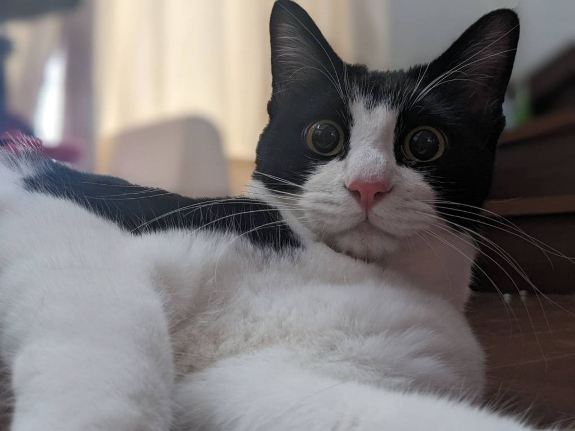 雑種（ミックス猫）・オスの里親募集の写真