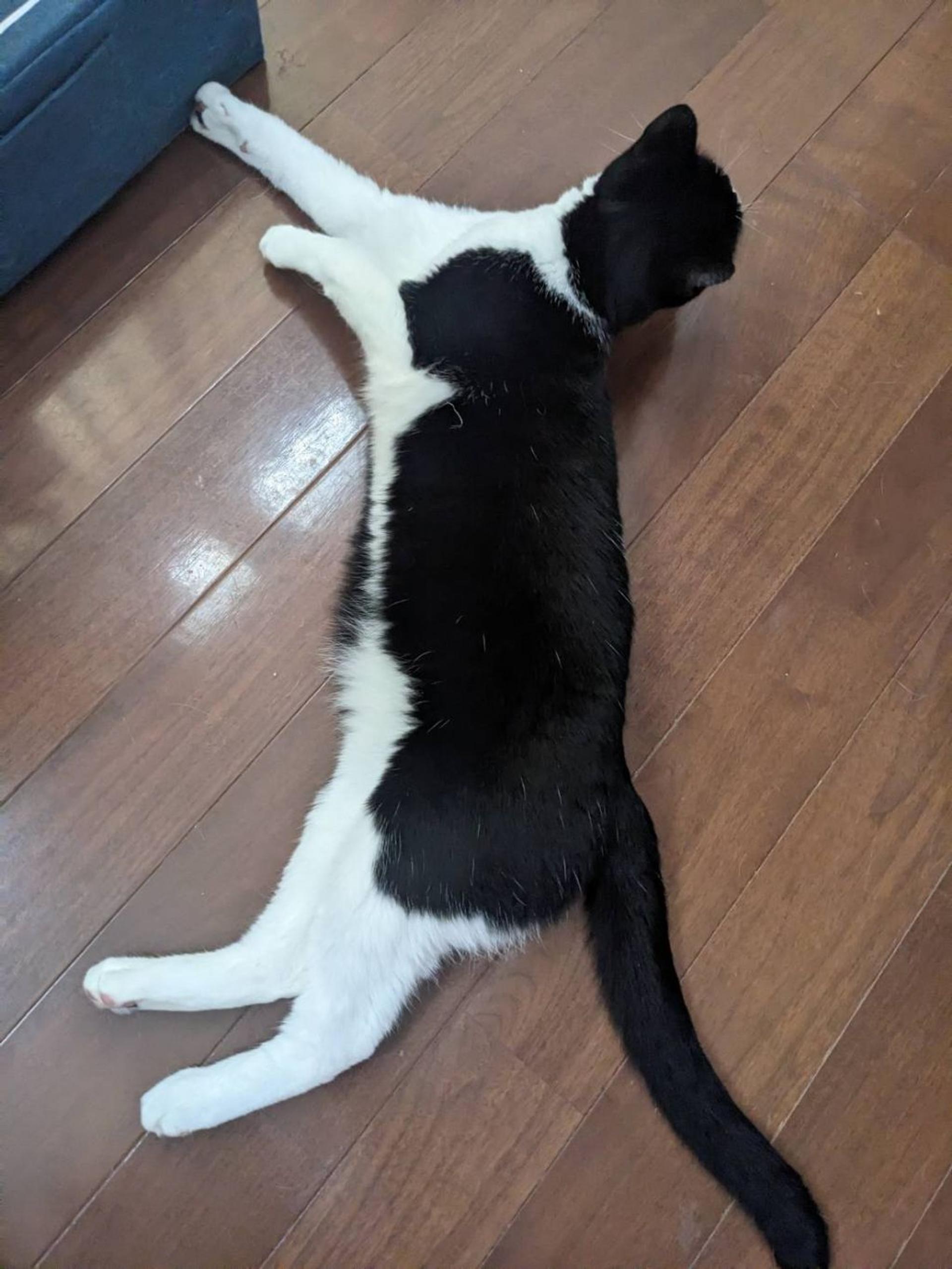 pet-image-3