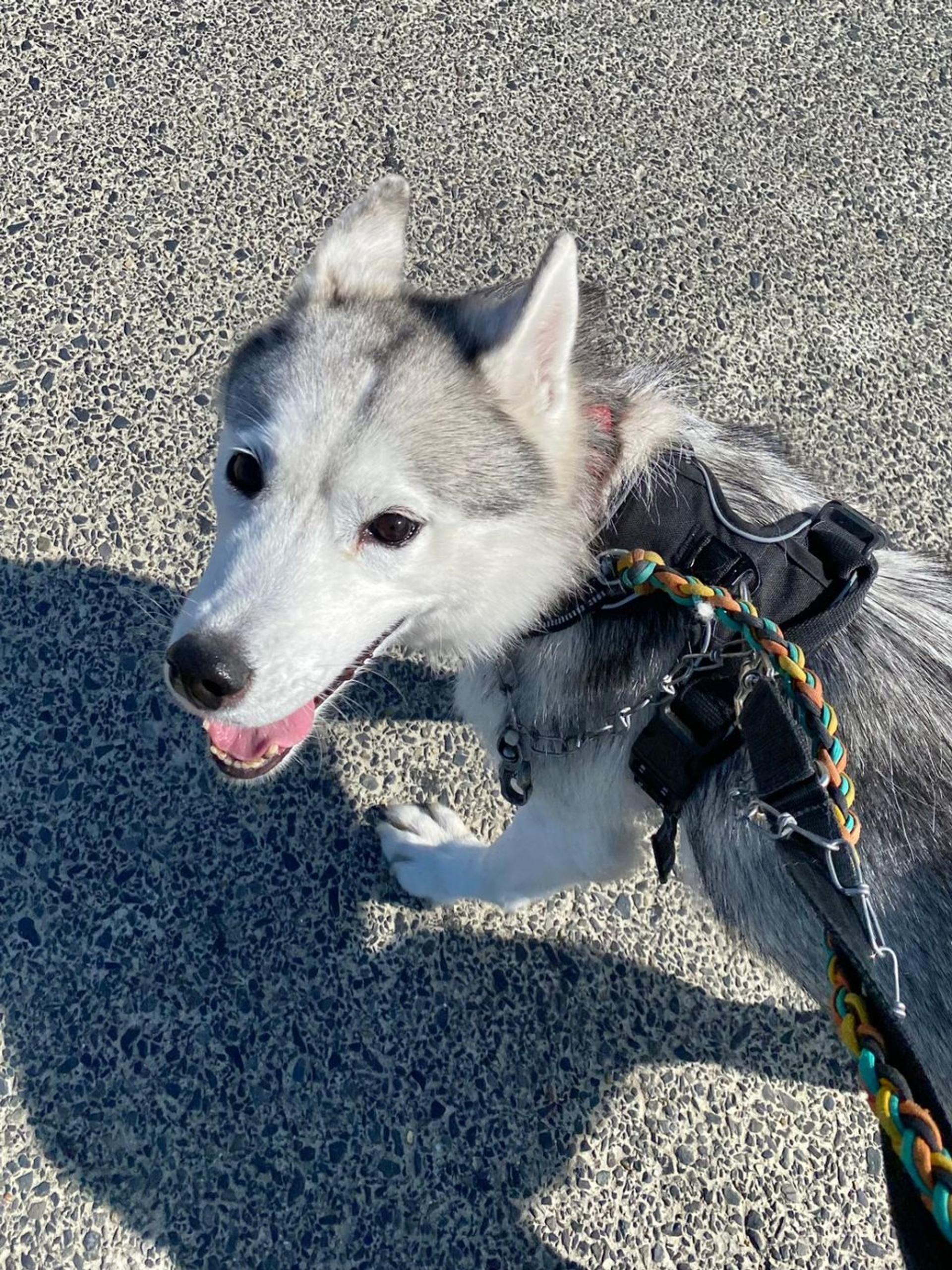 pet-image-3