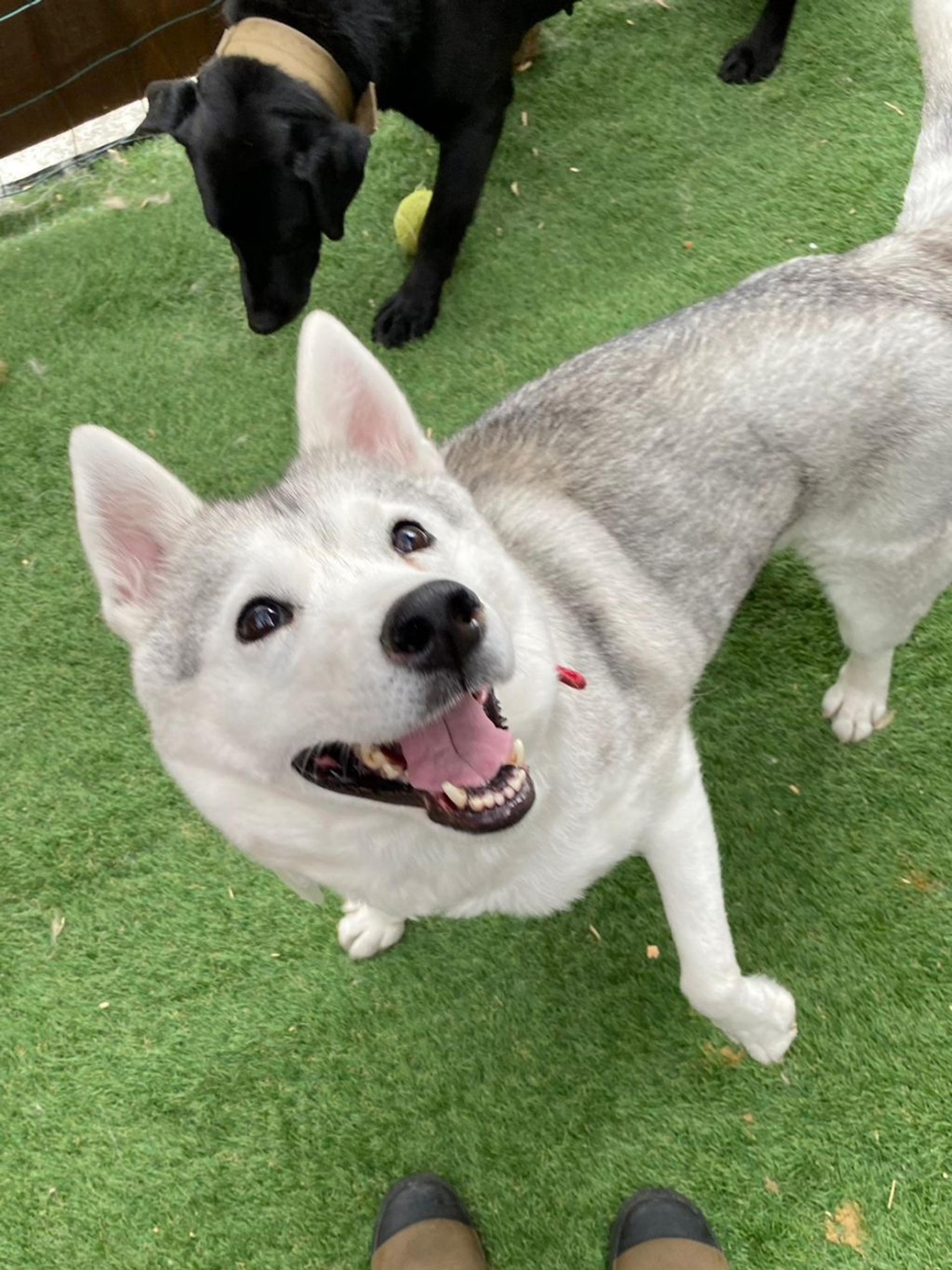 pet-image-4