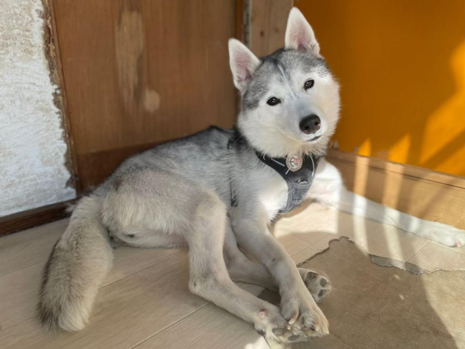 pet-image-6
