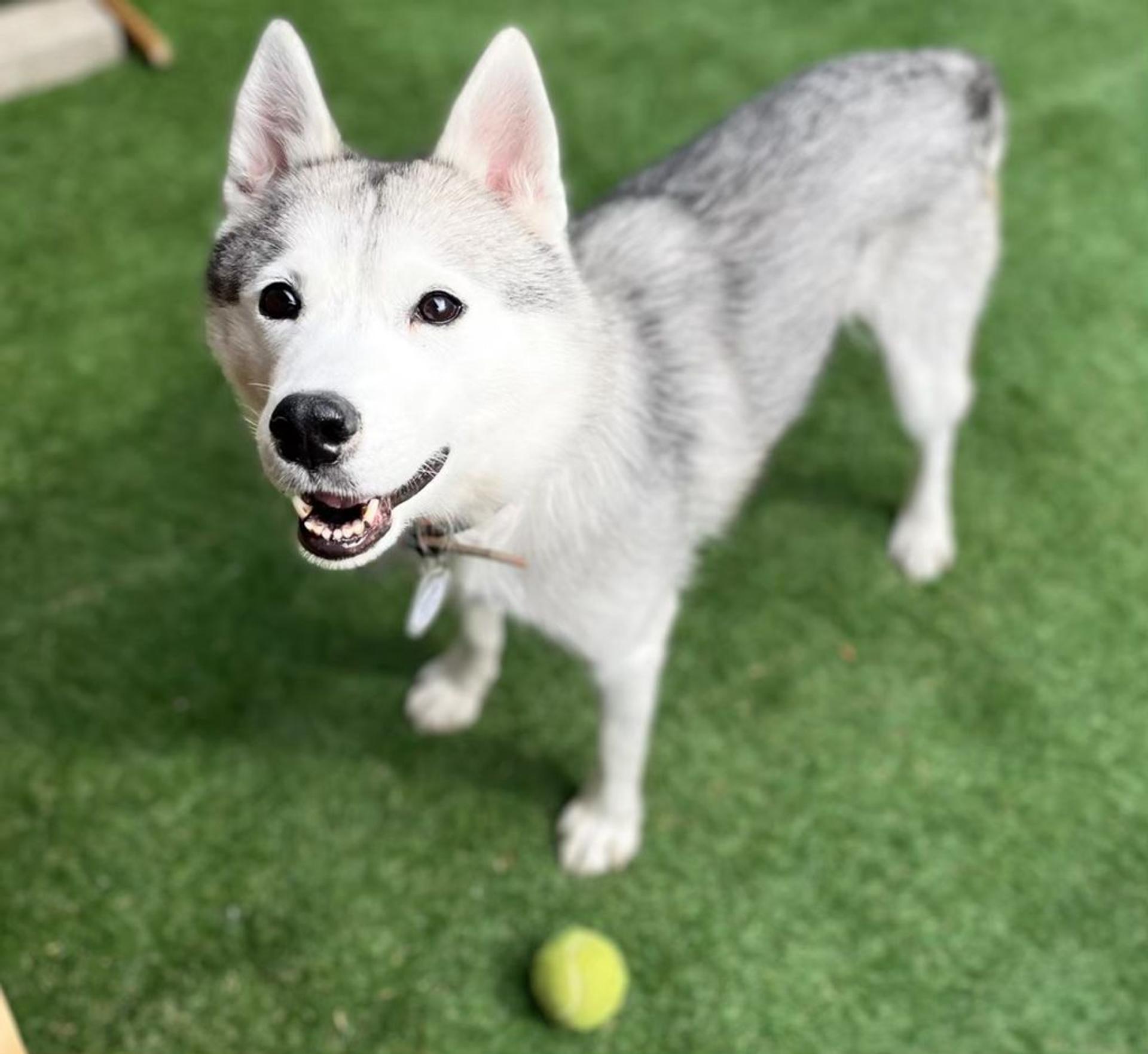 pet-image-8