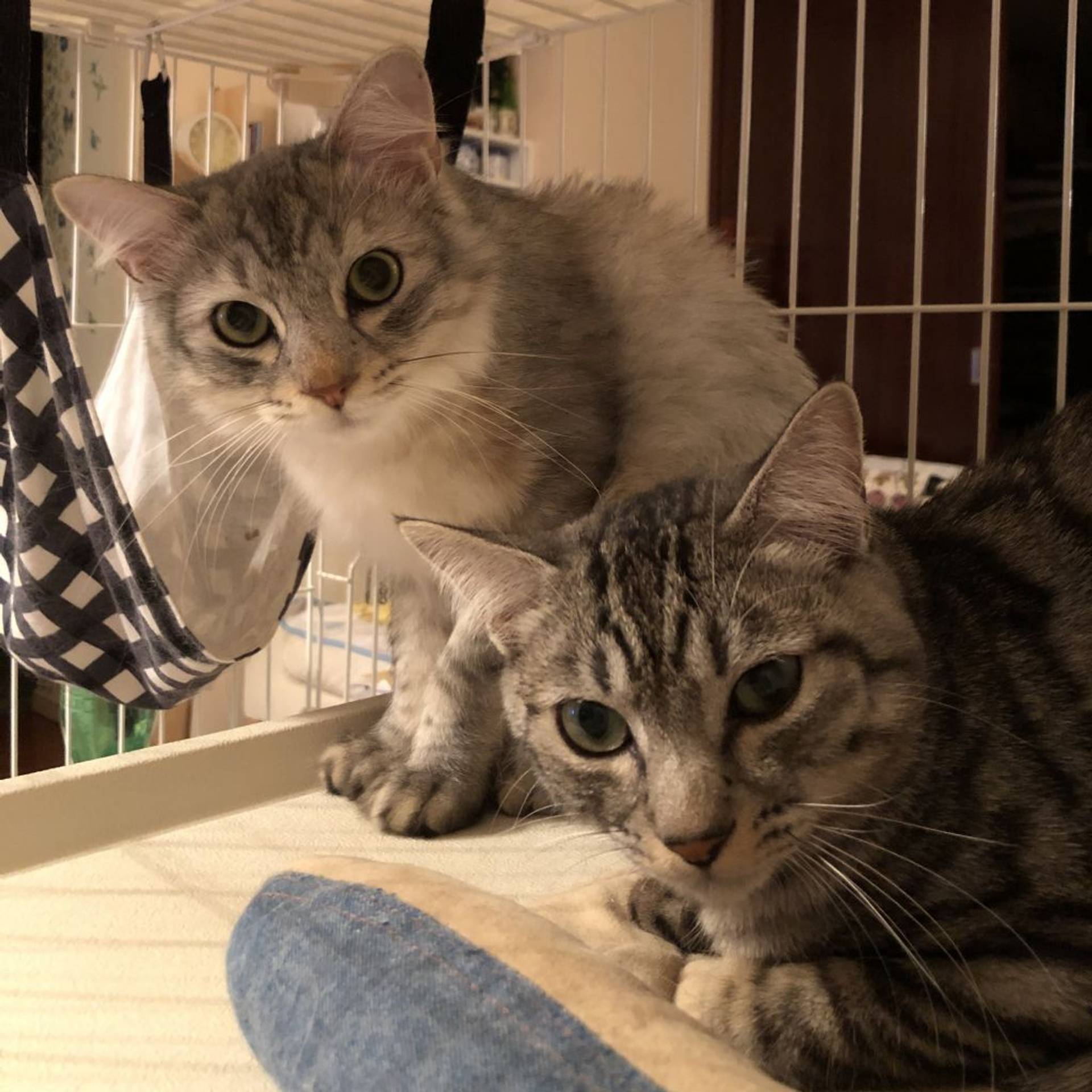 雑種（ミックス猫）・オスの里親募集の写真