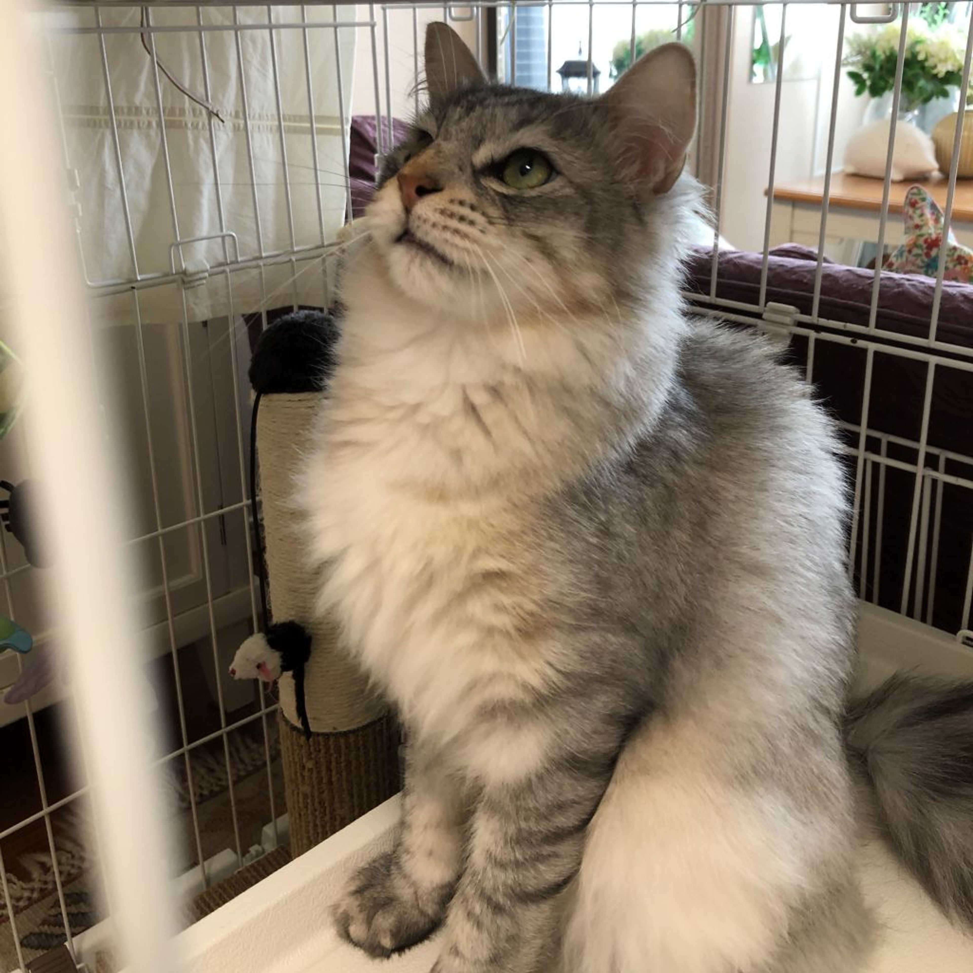 pet-image-3